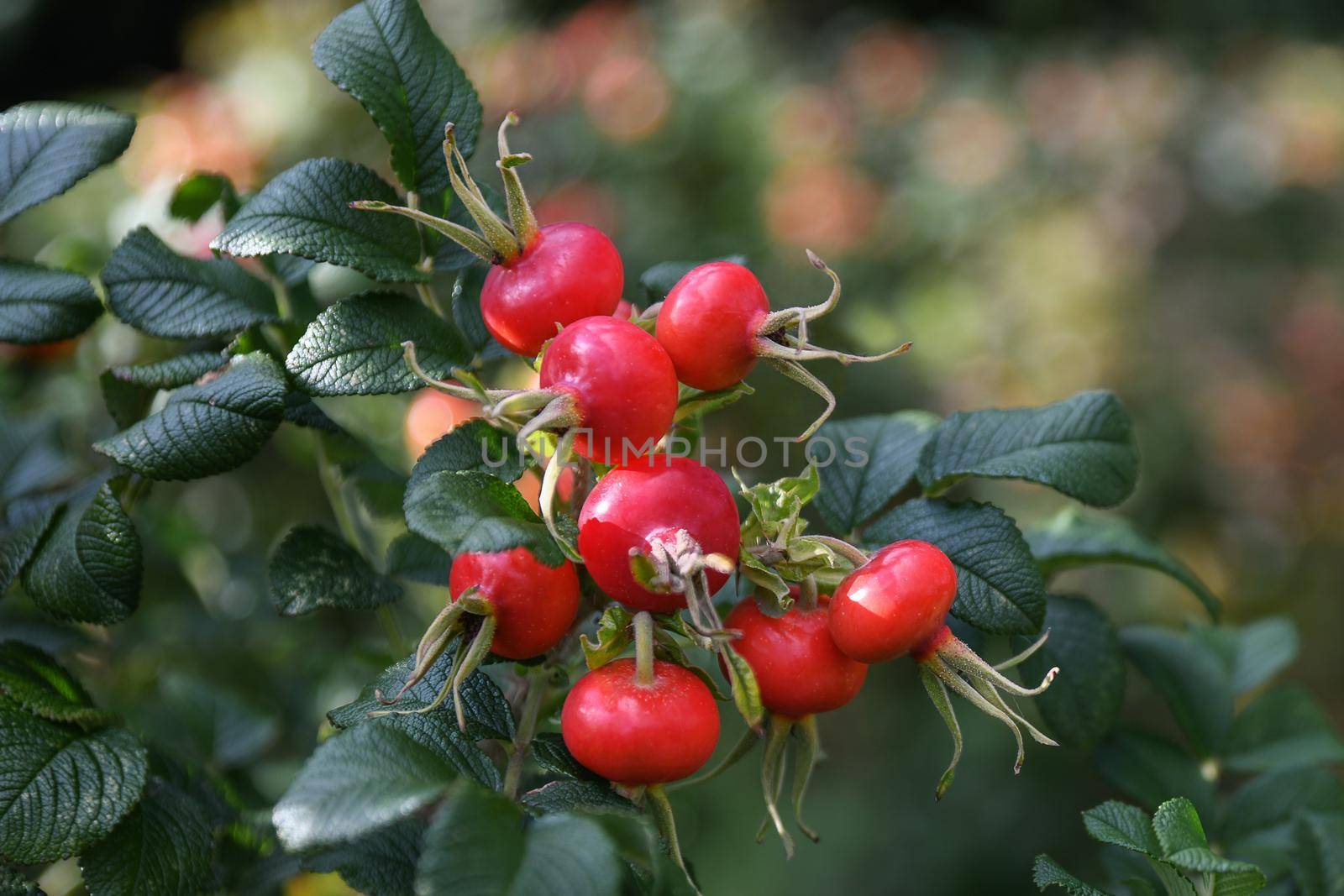Red rose hips hanging on a branch at autumn by Godi