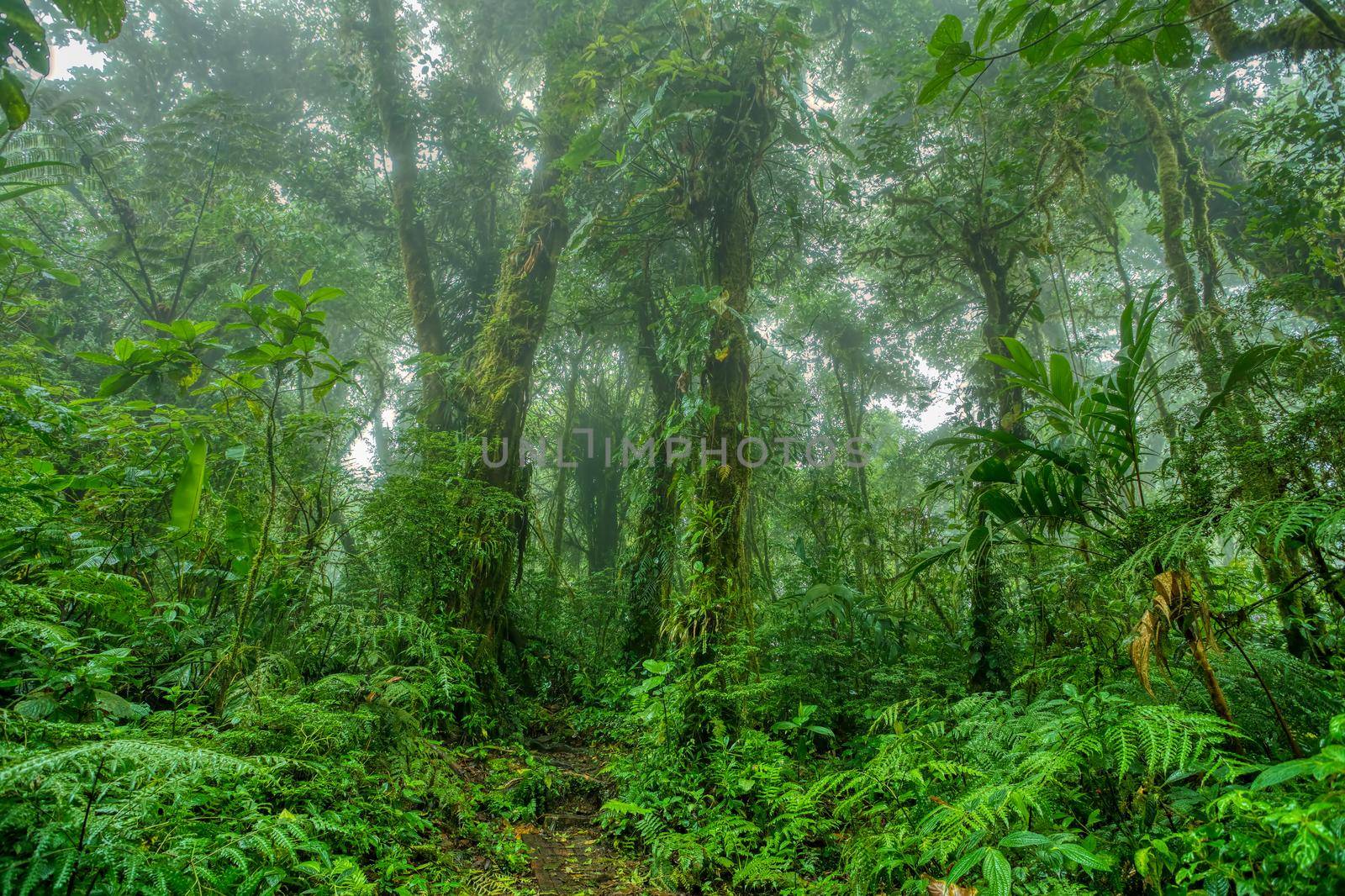 Dense Tropical rainforest landscape. Mountain rain forest with mist and low clouds. Traditional Costa Rica green landscape. Santa Elena, Costa Rica