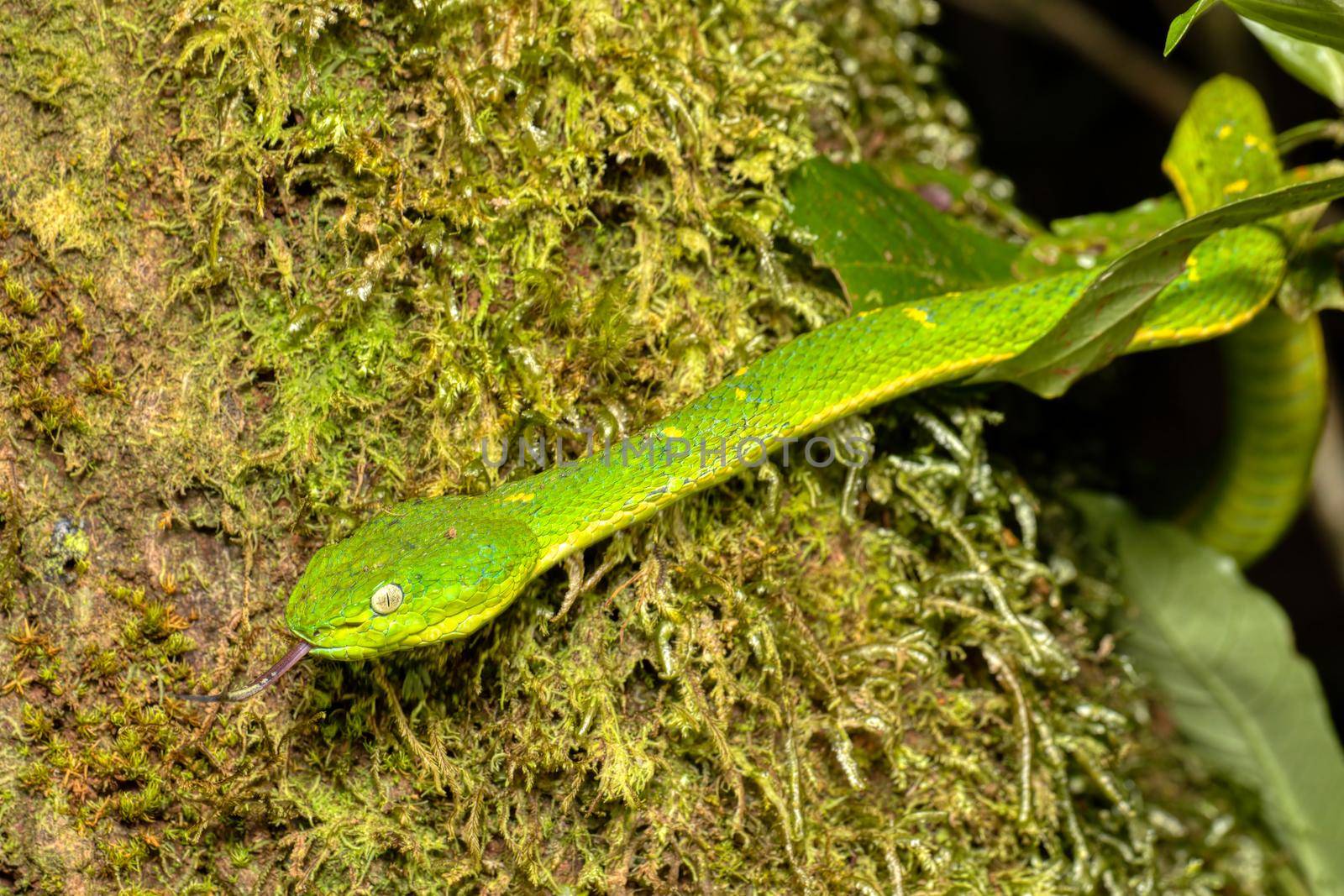 danger green snake Bothriechis lateralis, Santa Elena, Costa Rica wildlife by artush