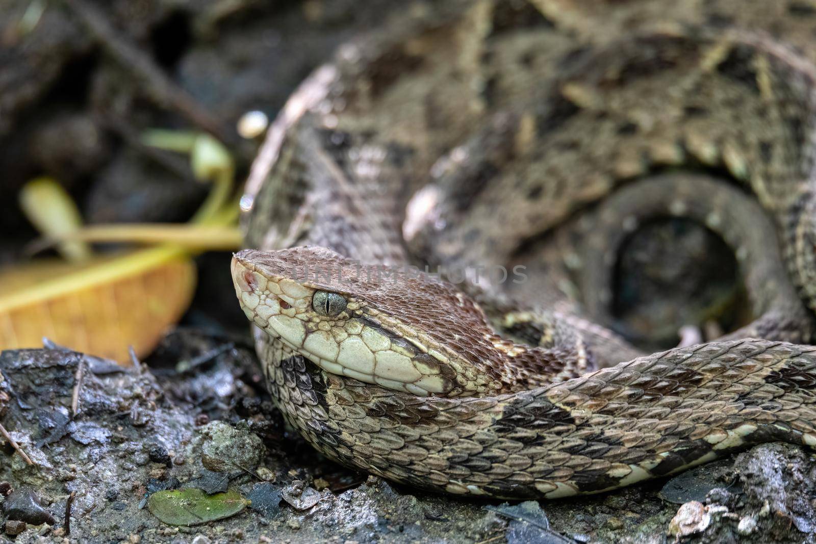 Danger and deadly venomous snake Terciopelo (Bothrops asper), resting near tourist path in National Park Carara, Costa Rica wildlife.