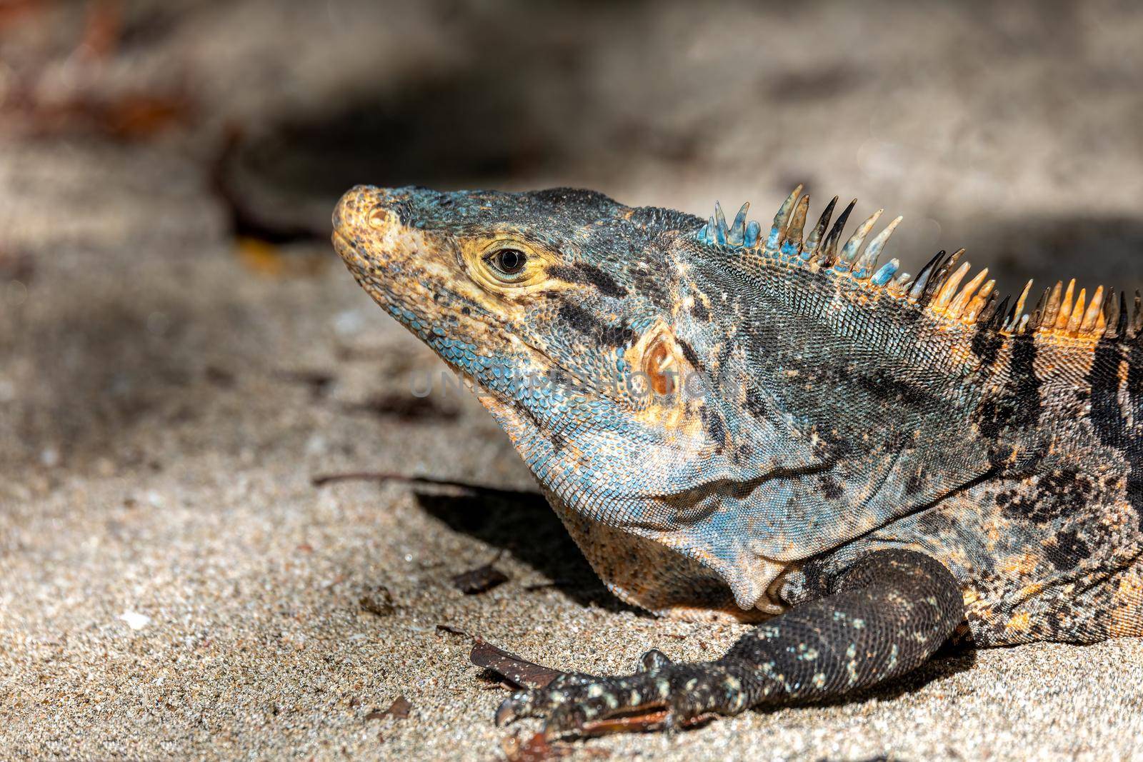 Black spiny-tailed iguana, Ctenosaura similis, Manuel Antonio National Park, Costa Rica wildlife by artush