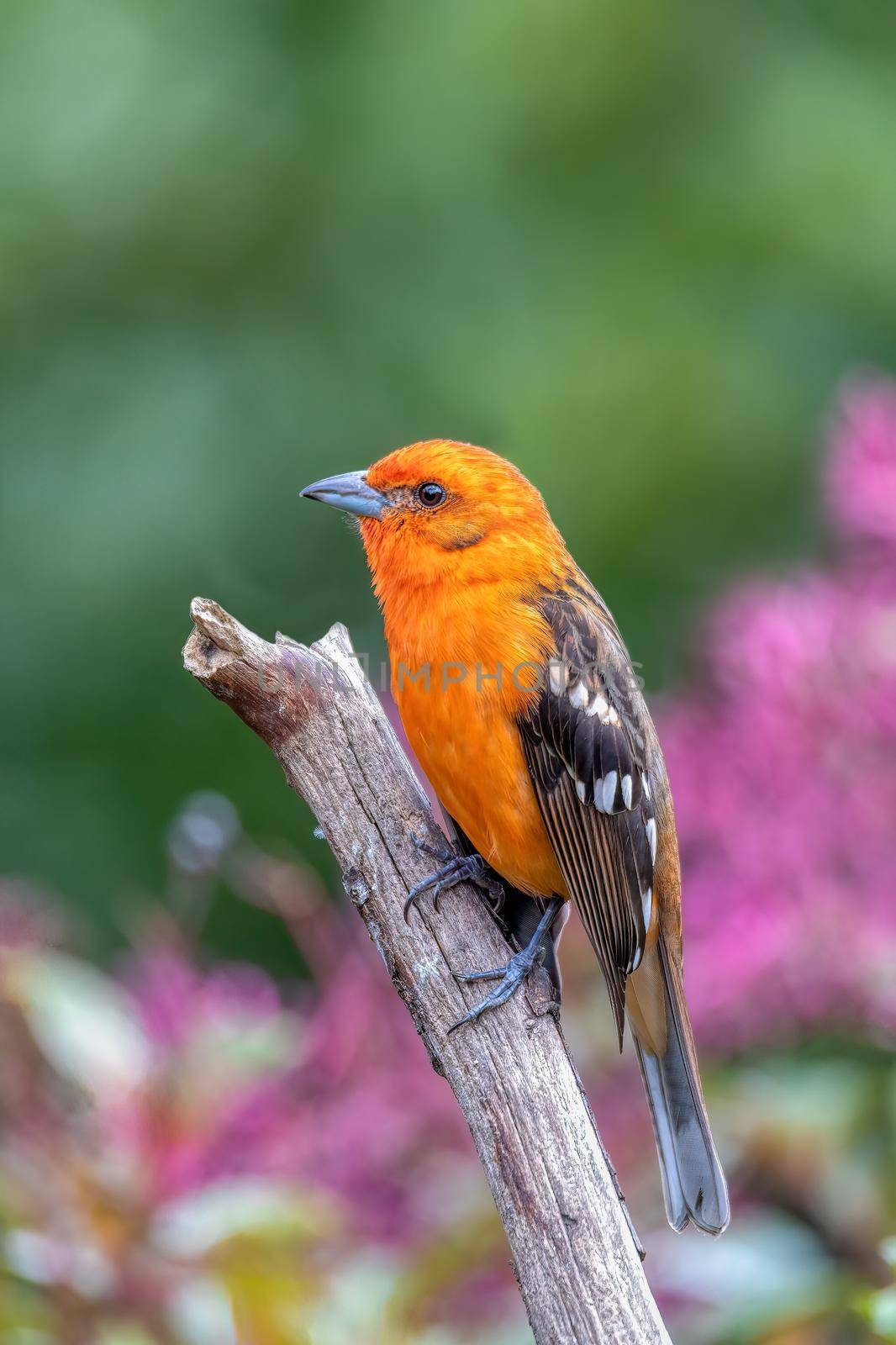 small bird Flame-colored Tanager (Piranga bidentata), male on a branch in San Gerardo de Dota, Wildlife and birdwatching in Costa Rica.