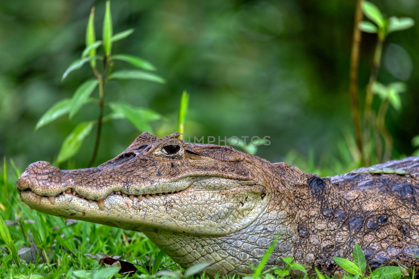 Spectacled caiman, Caiman crocodilus Cano Negro, Costa Rica. by artush