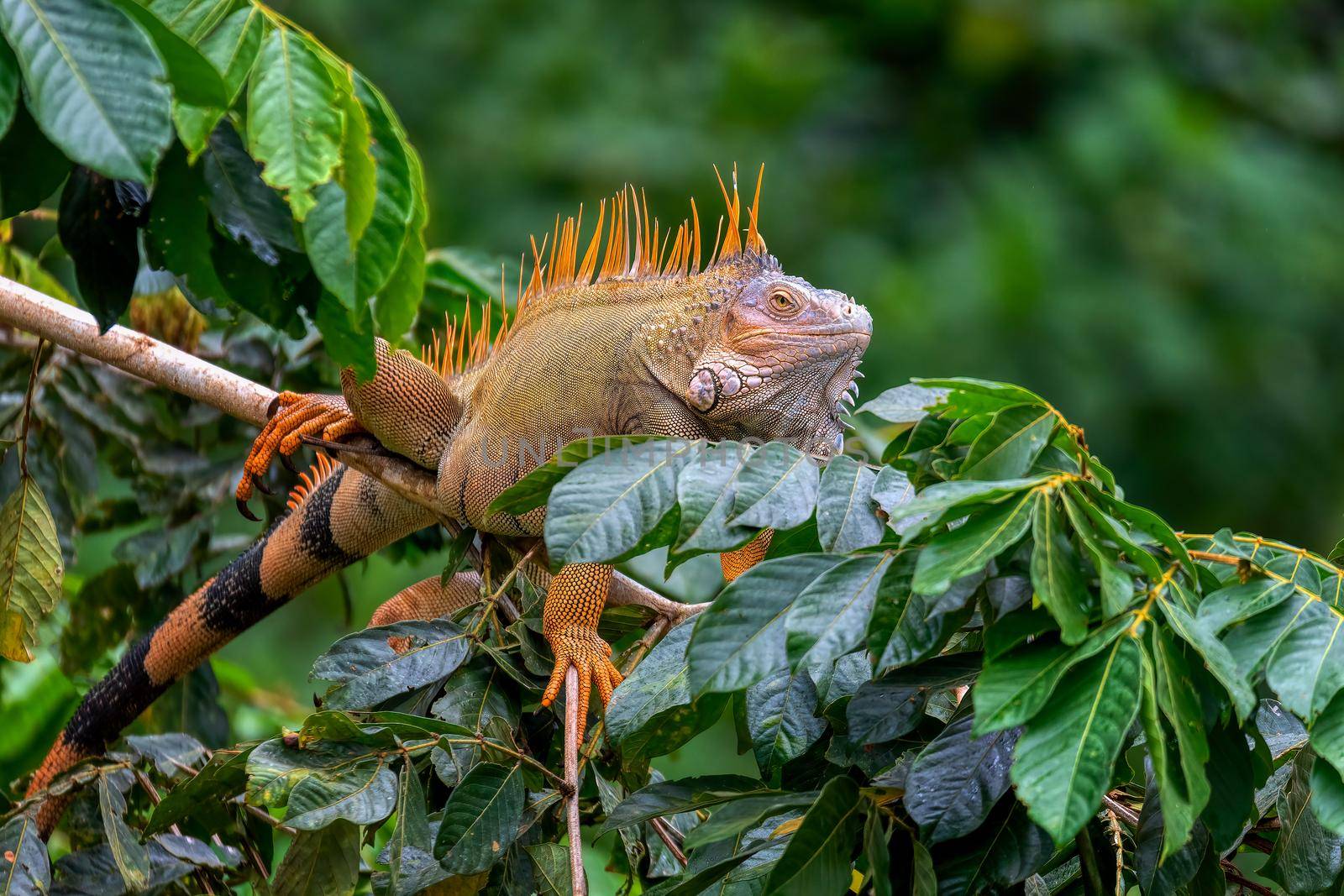 Green iguana (Iguana iguana), Cano Negro, Costa Rica wildlife by artush