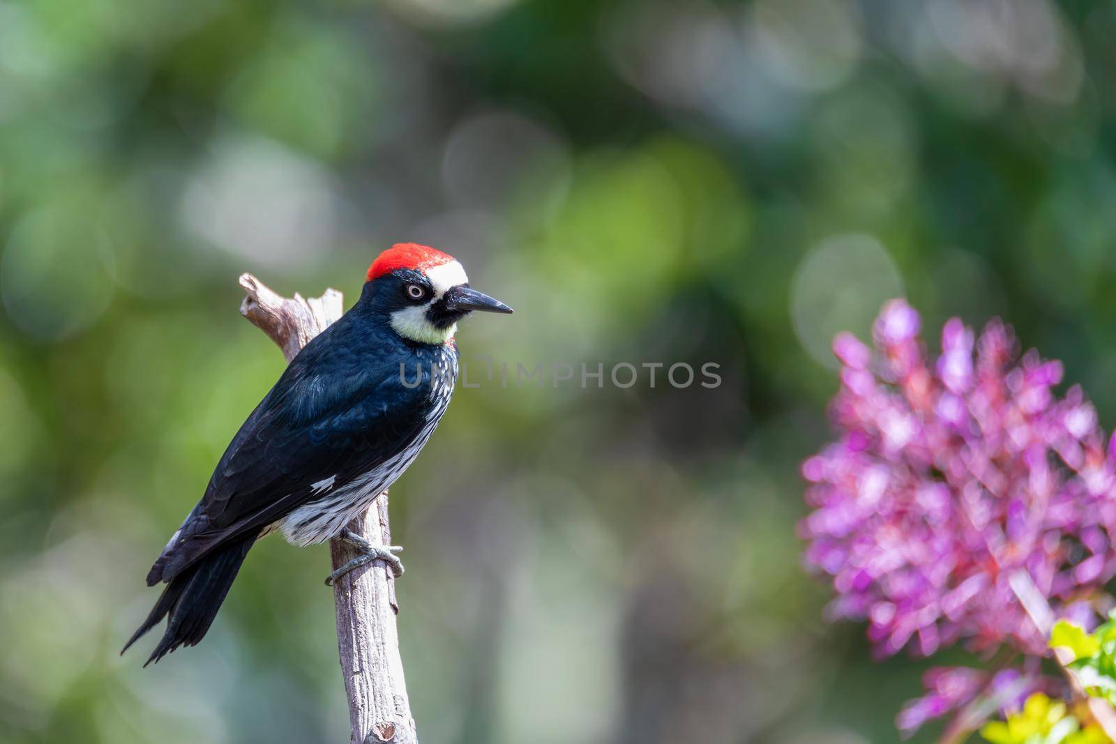 Acorn woodpecker, Melanerpes formicivorus, San Gerardo, Costa Rica by artush