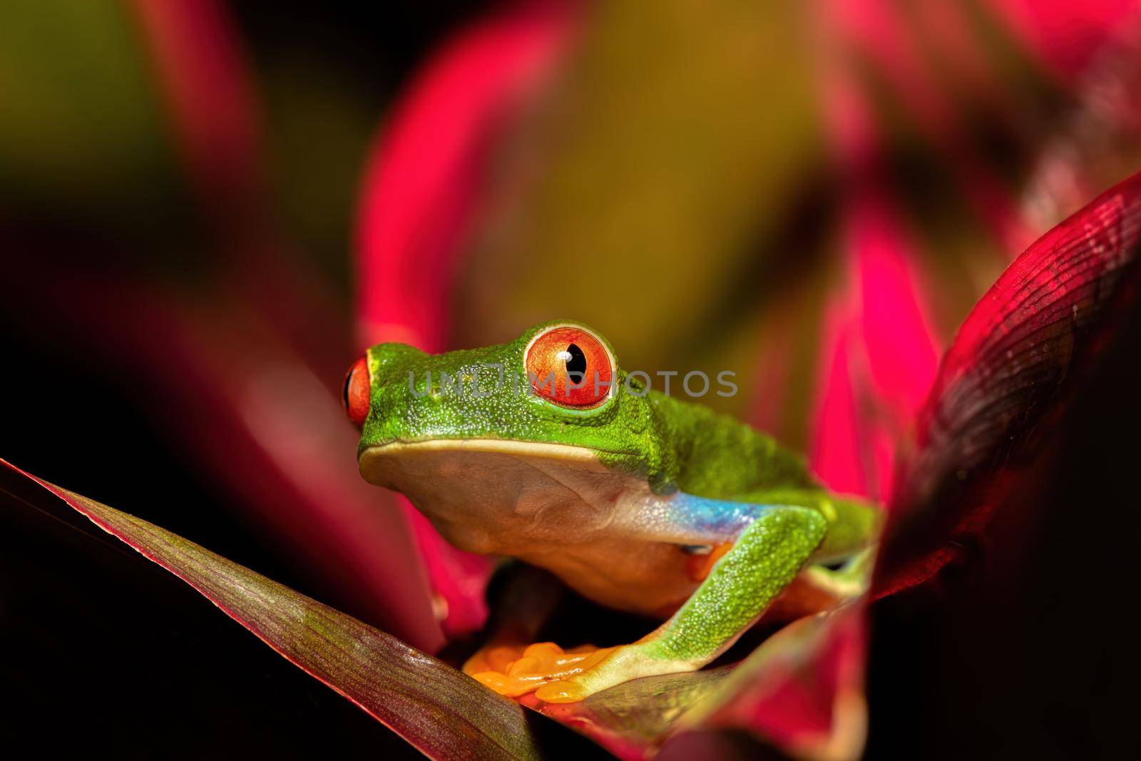 Red-eyed tree frog (Agalychnis callidryas) Cano Negro, Costa Rica wildlife by artush