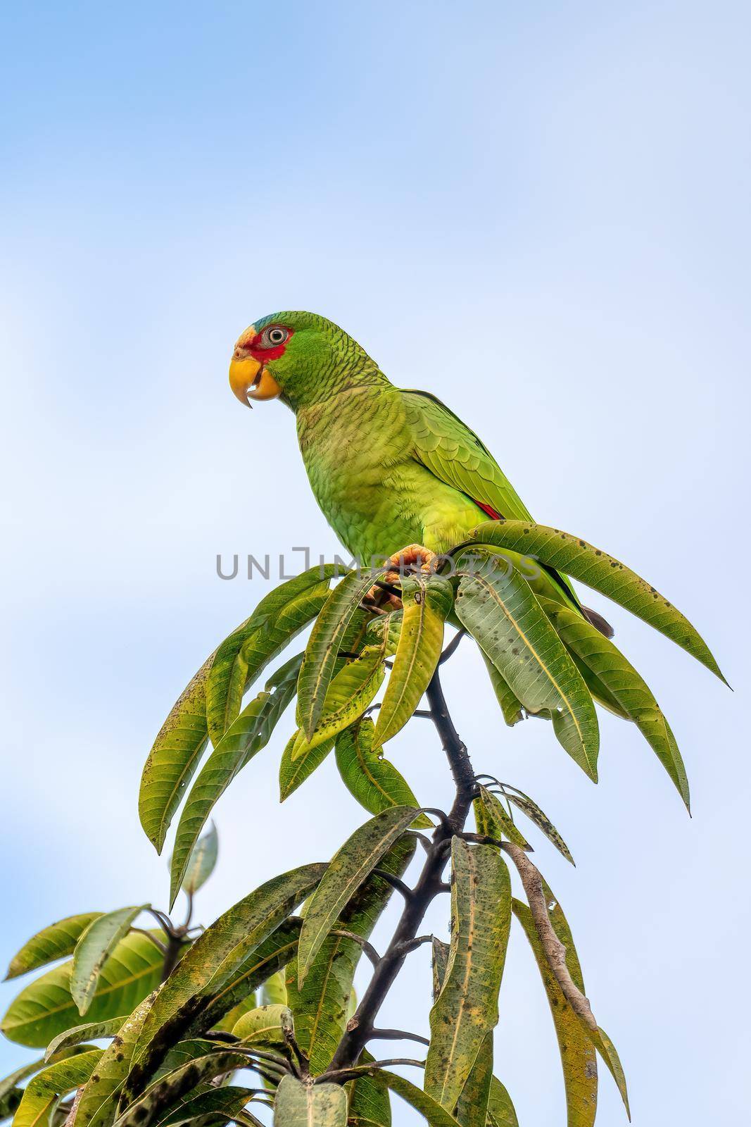 white-fronted amazon, Amazona albifrons, Costa Rica by artush