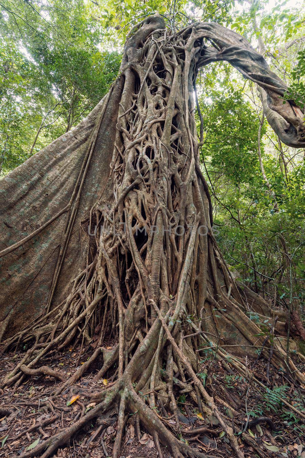 Tangled Fig Tree and tree trunks, Rincon de la Vieja, Province, Costa Rica by artush