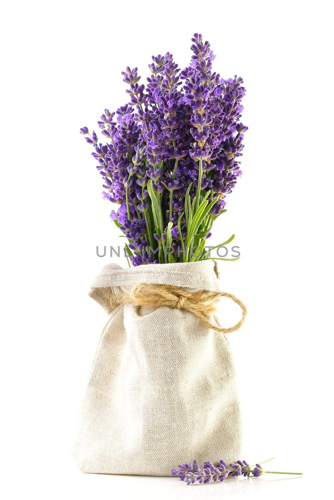 Aromatic Lavender flowers bundle on a white background. Isolated morning Lavender flowers by PhotoTime