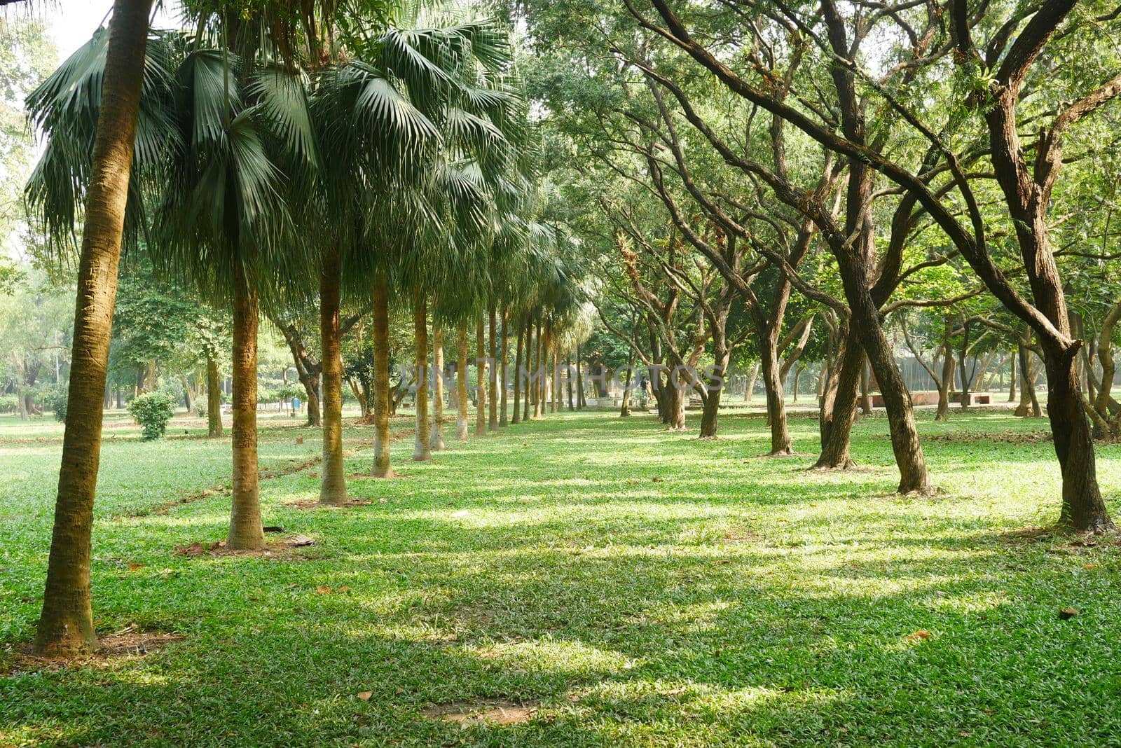 city parks with walkaway at early morning ,