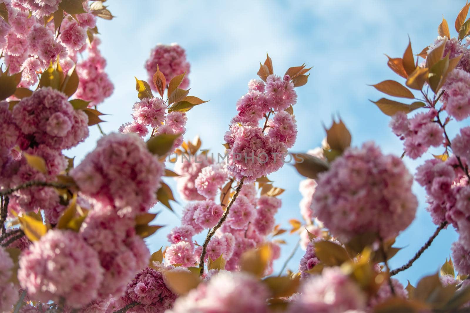 Spring pink cherry blossoms flowers Sakura season by Godi