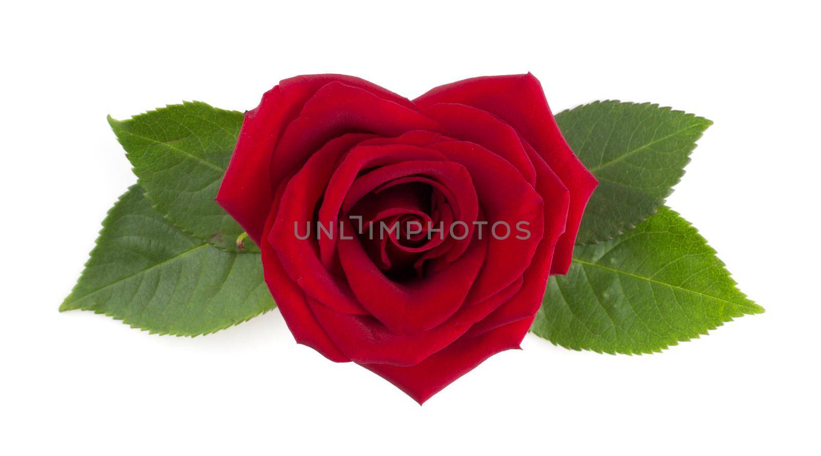 Heart shaped red rose flower and leaves arrangement isolated on white background, top view, design element for Valentines day