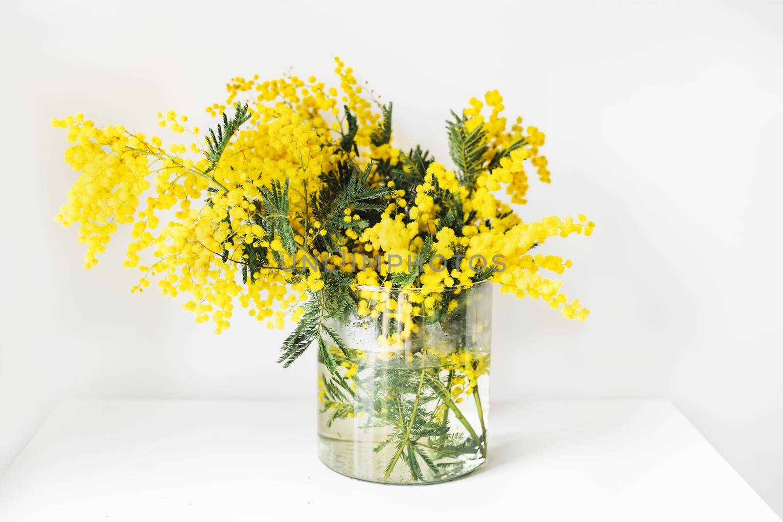 Mimosa flower on a white background