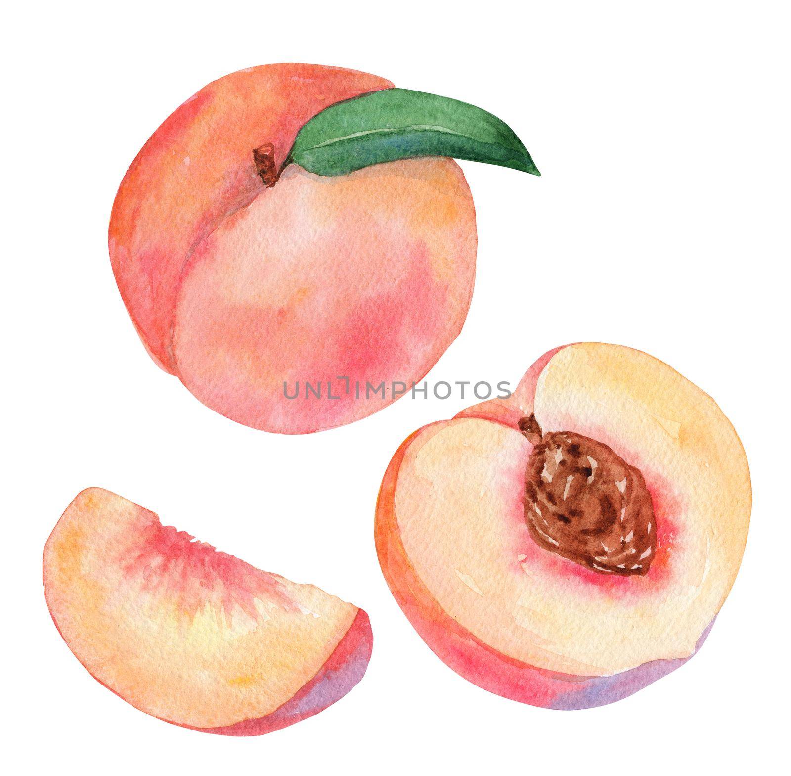 watercolor peach fruit set isolated on white background. For branding, juice , kitchen decor, fabric textile design by dreamloud