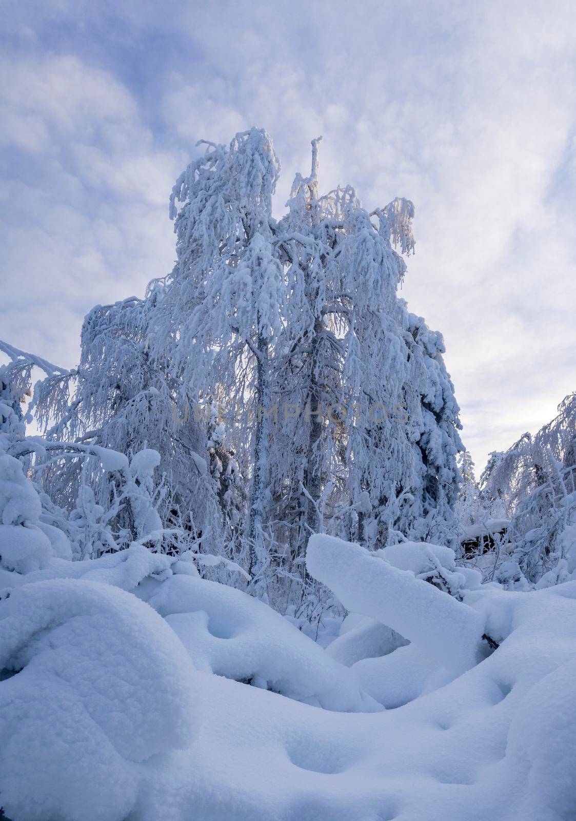 Fabulous winter landscape. Snow-covered trees in the Ural winter forest