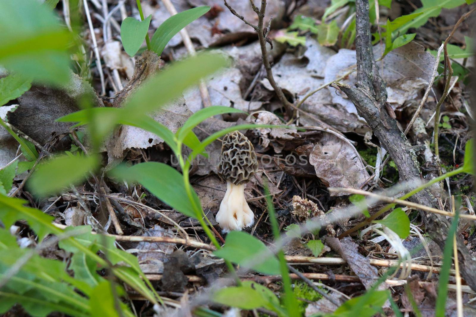 Morchella, the true morels, is a genus of edible sac fungi closely related to anatomically simpler ... Morel mushrooms by gena_wells