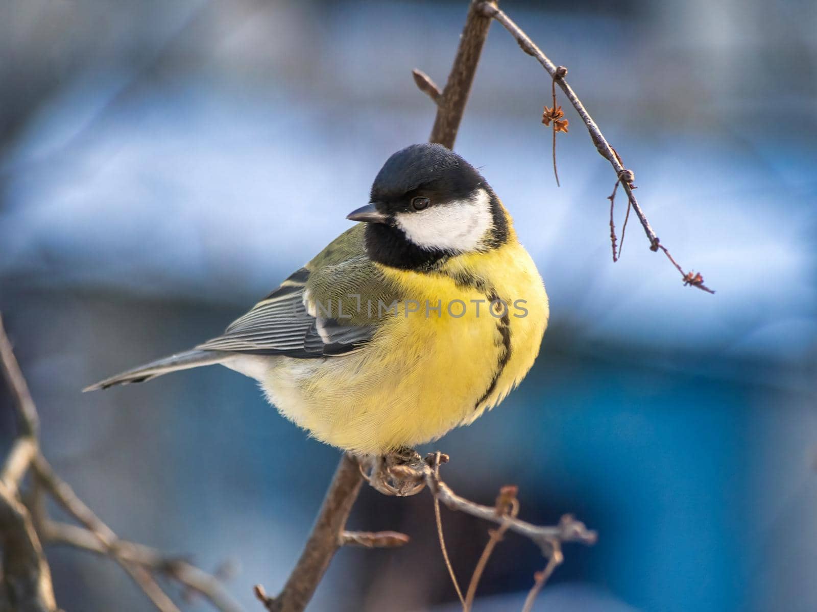A great tit sits on a tree branch. Bird close up