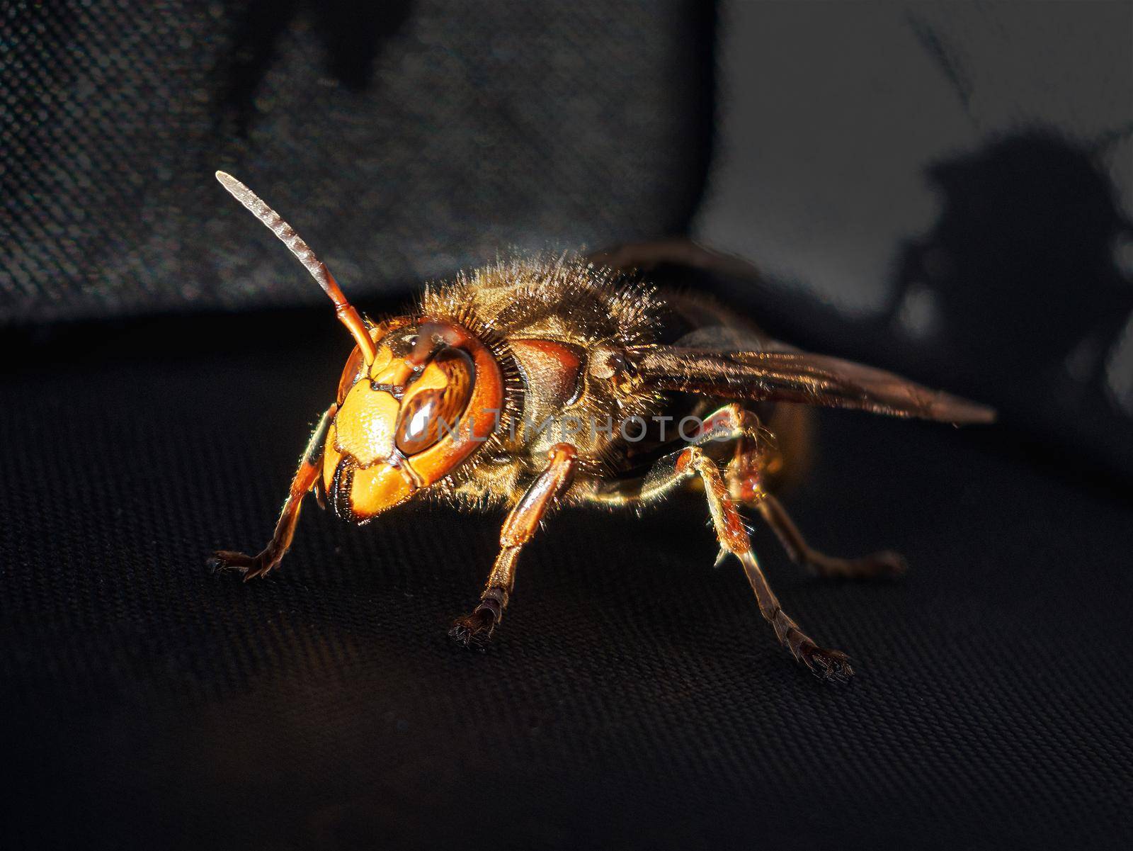 European hornet close-up on a dark background.