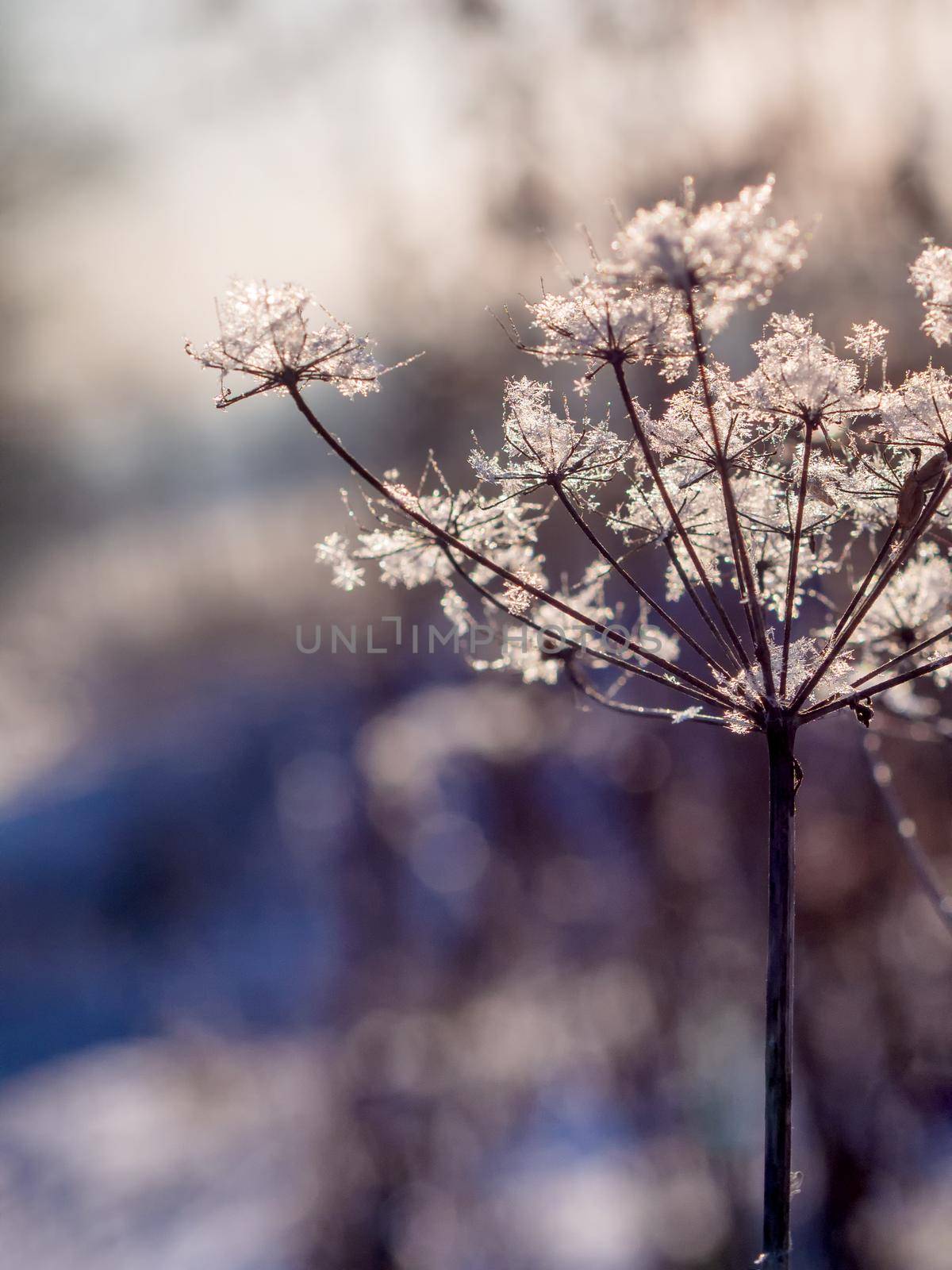 Frozen dry grass, close up. Abstract winter of autumnal natural background