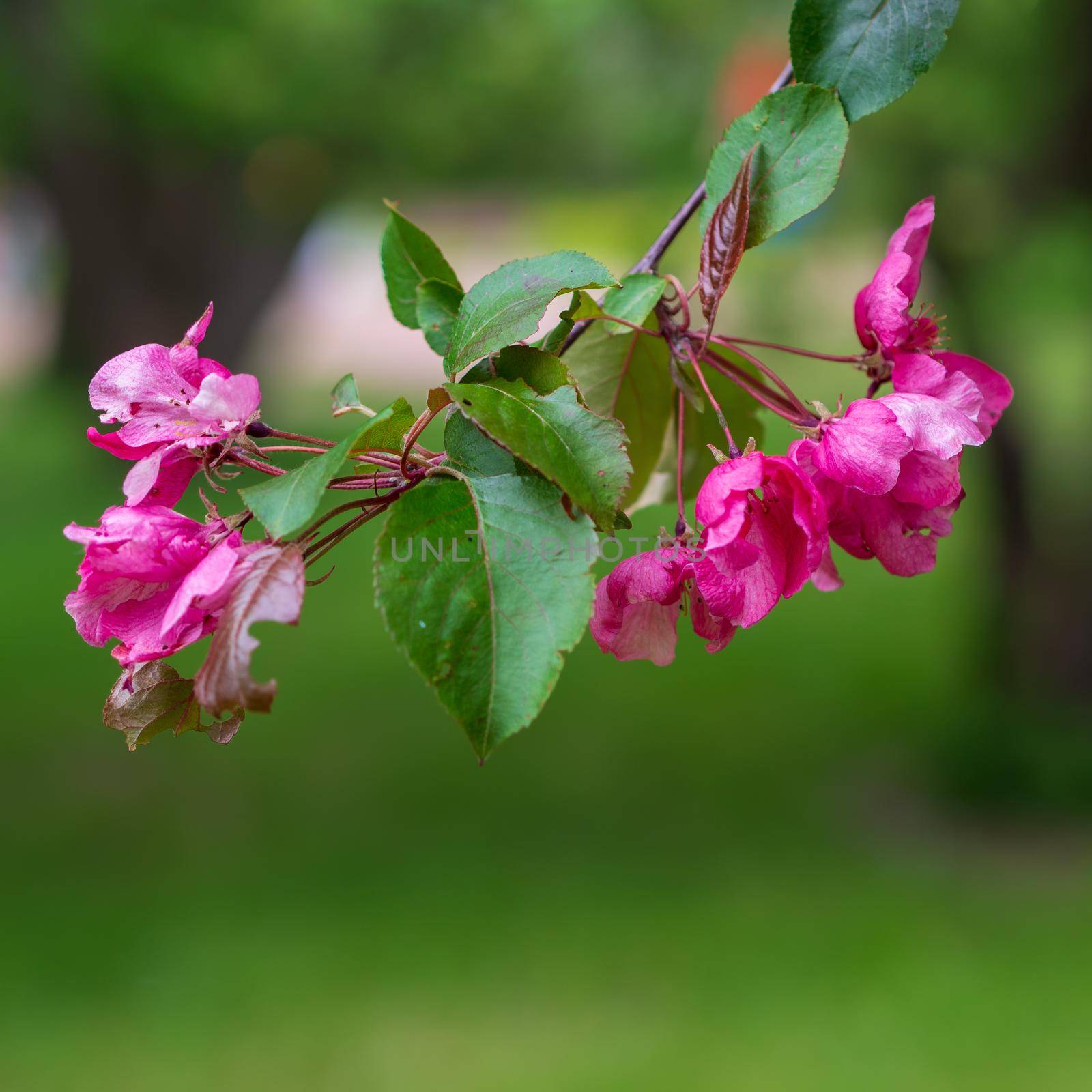 Flowers in the spring series: plum blossoms in spring, it is the only remaining last winter flower. red plum blossom.