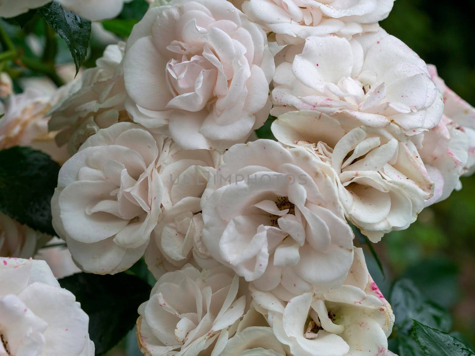Beautiful wilted white roses in late summer by Andre1ns