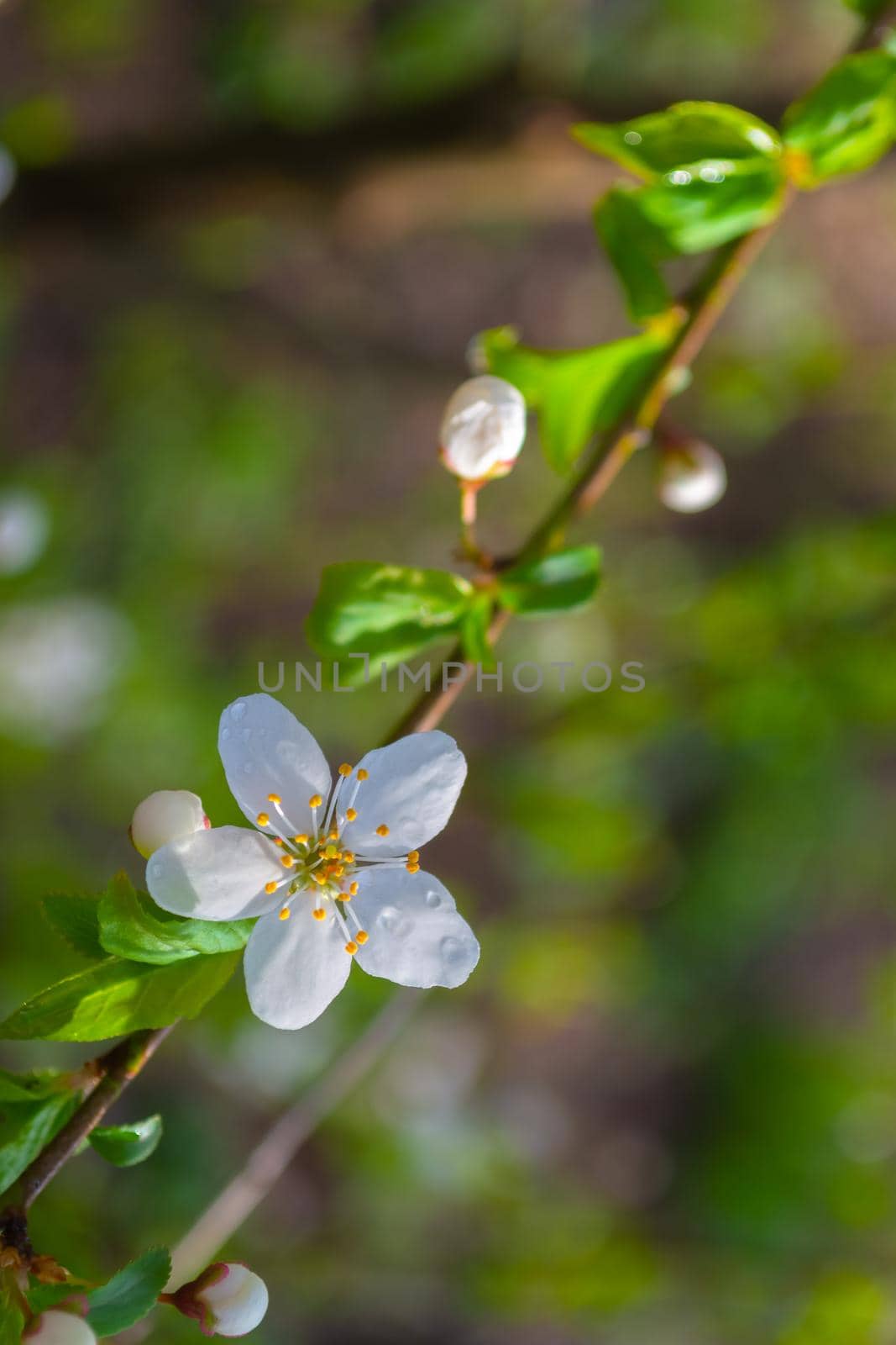 A branch of a cherry with a white flower on a bright blurred vertical green background. Spring mood. by orebrik
