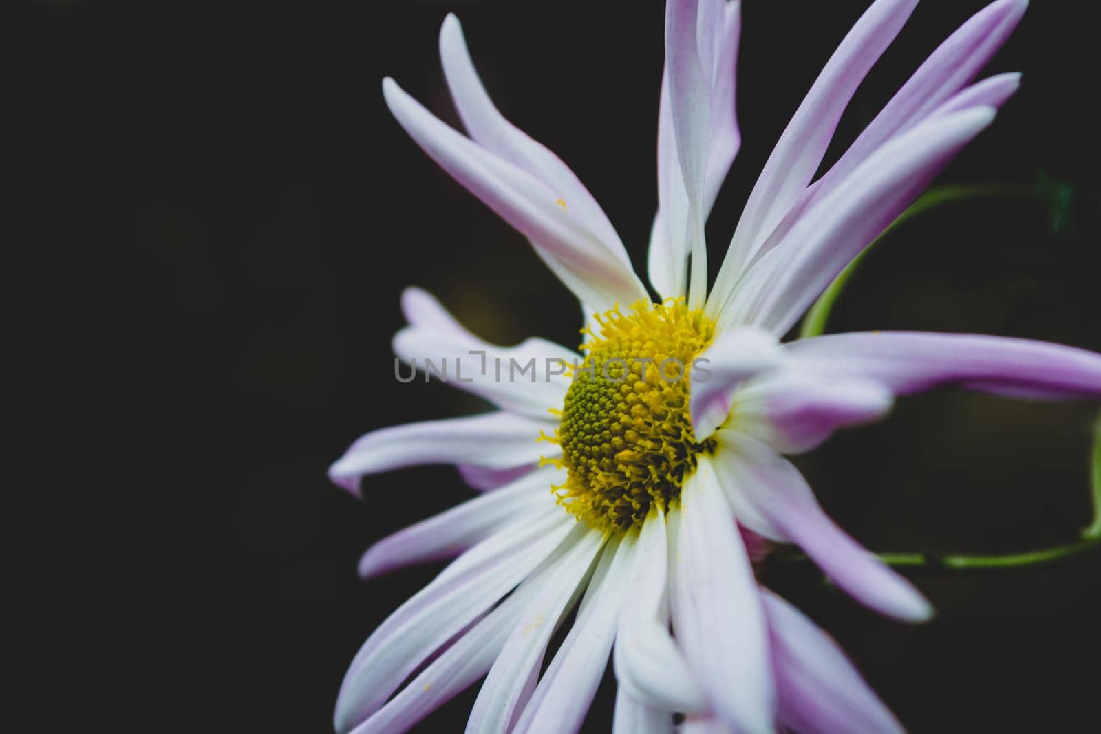 Blooming chrysanthemum, white-lilac flower on a dark background. Selective focus.