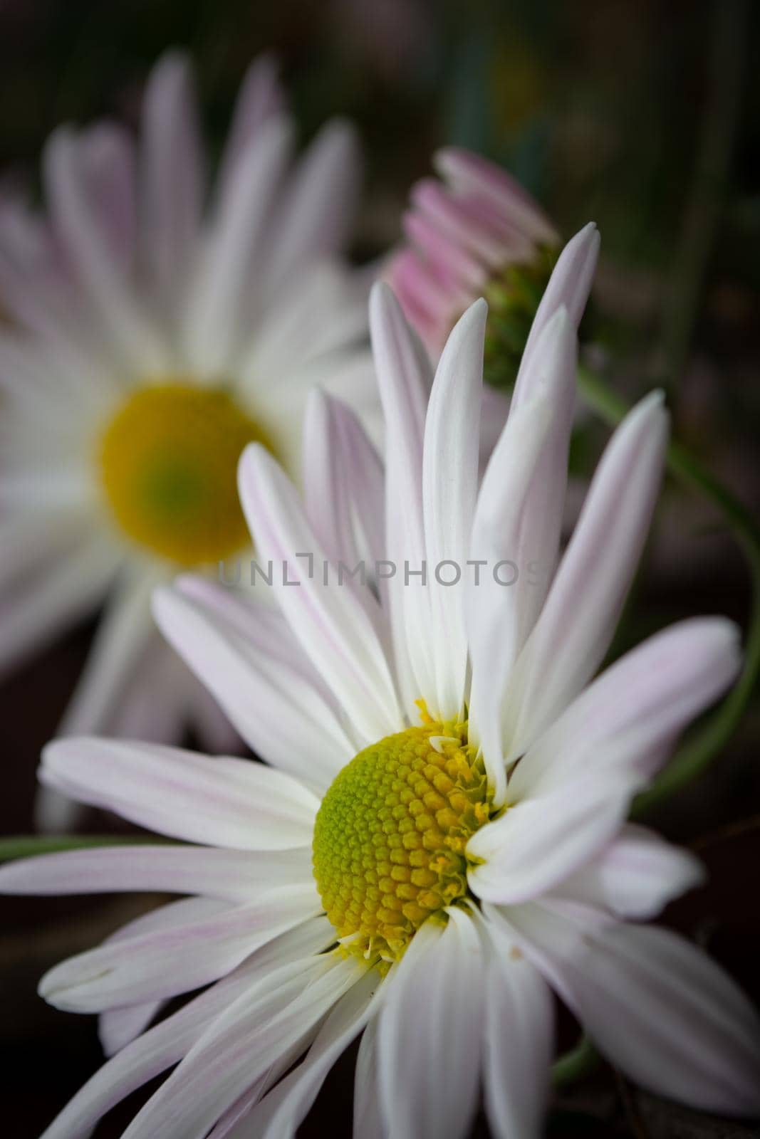 Vertical photo with chrysanthemum flowers by orebrik