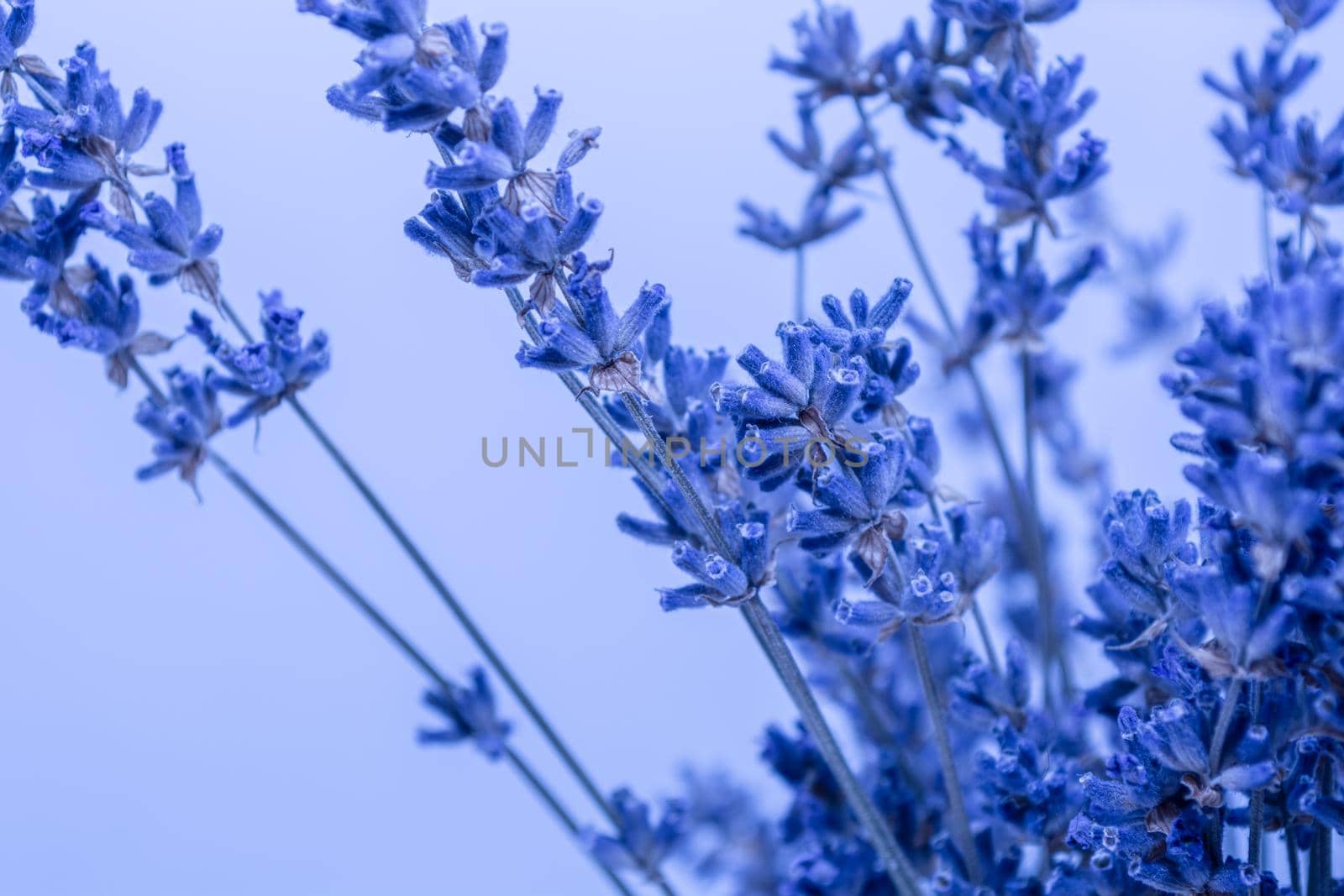 A bunch of dry lavender on a light blue background. by orebrik