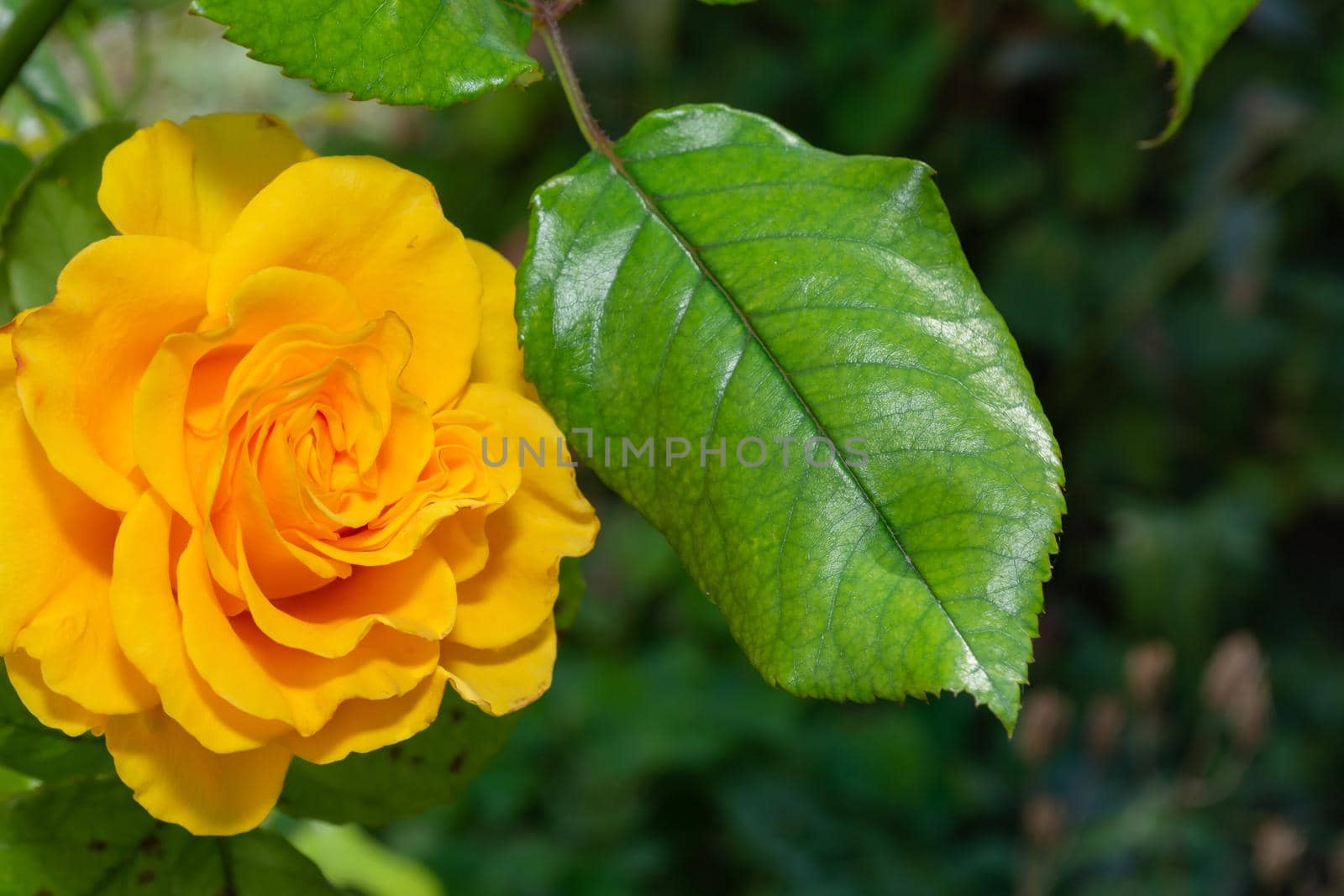 Yellow rose in the garden by orebrik