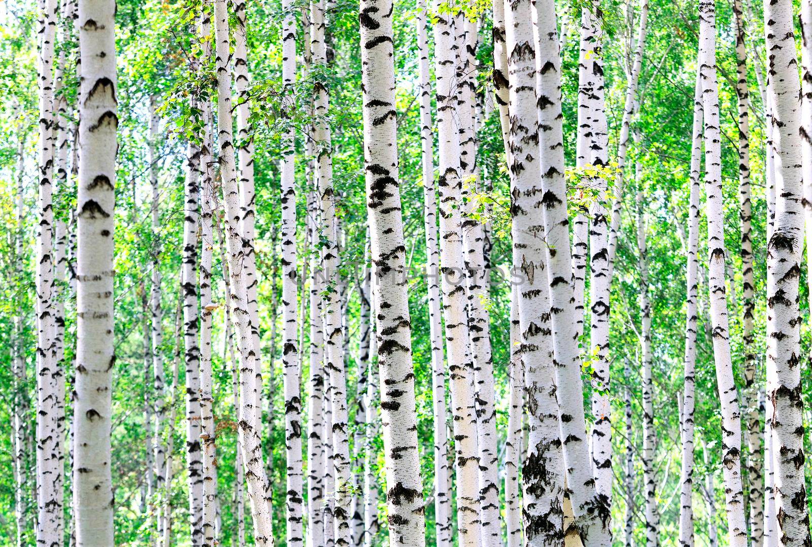 summer green birch forest 