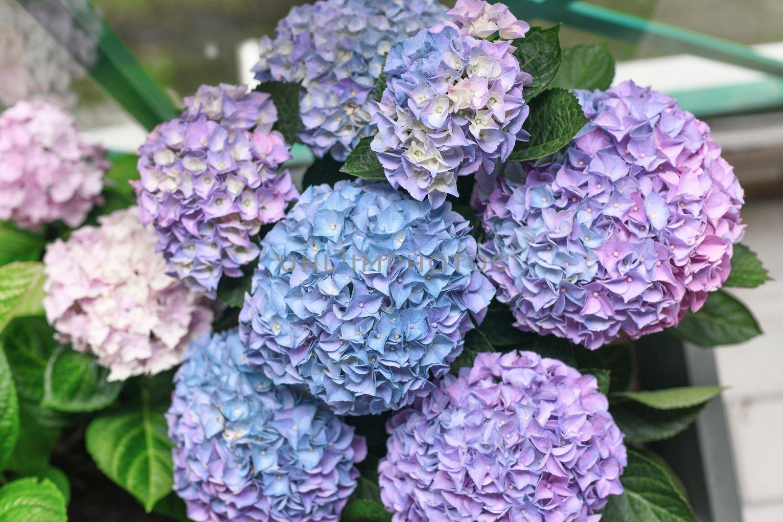 Background of a blue hydrangea flowers, Hortensia flower by Godi