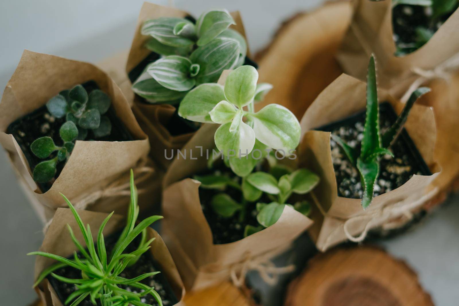 Houseplant store. A large set of indoor small plants. Flower shop. Succulents in an eco paper bag. Eco friendly reusable eco bag and succulents.