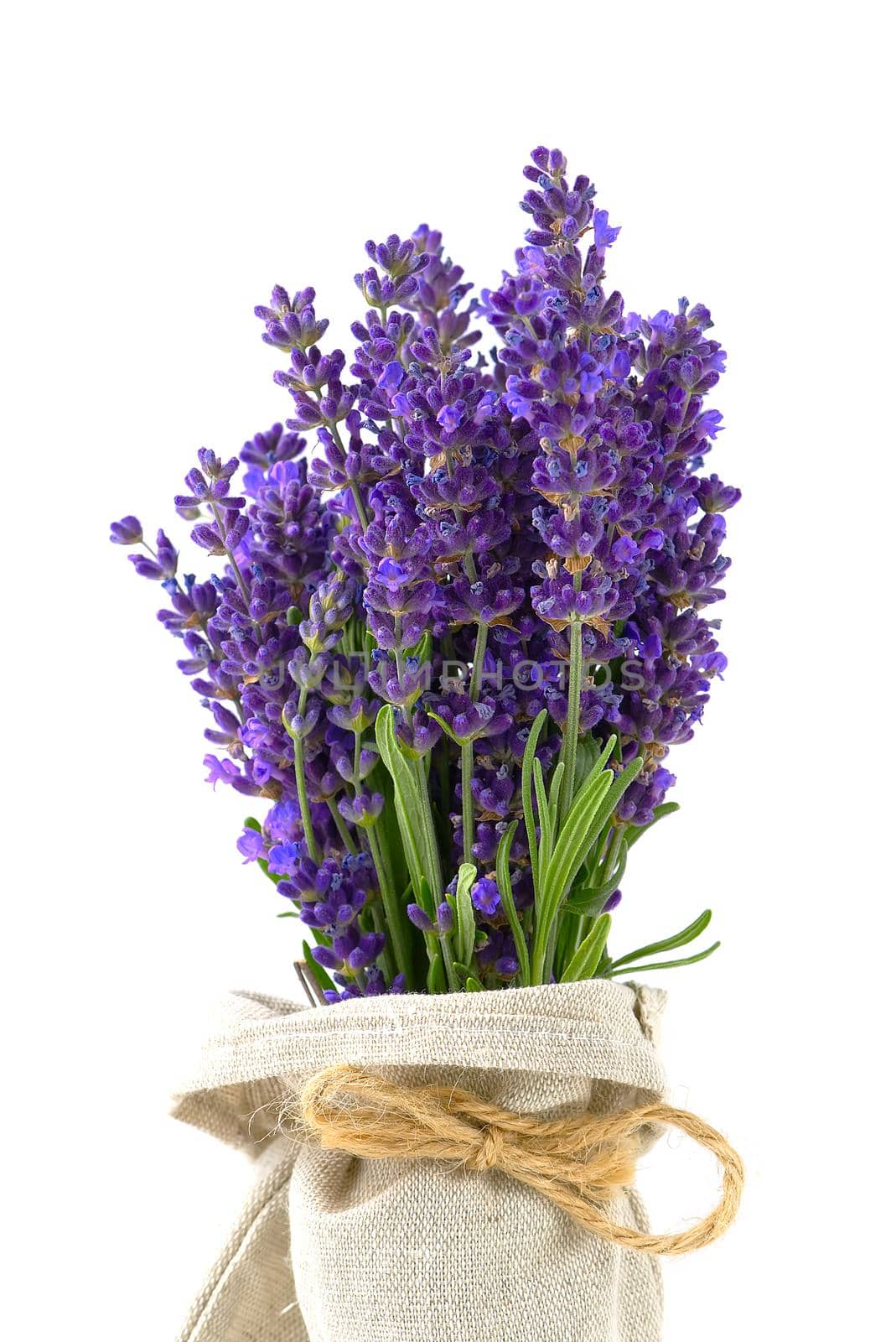 Aromatic Lavender flowers bundle on a white background. Isolated morning Lavender flowers by PhotoTime