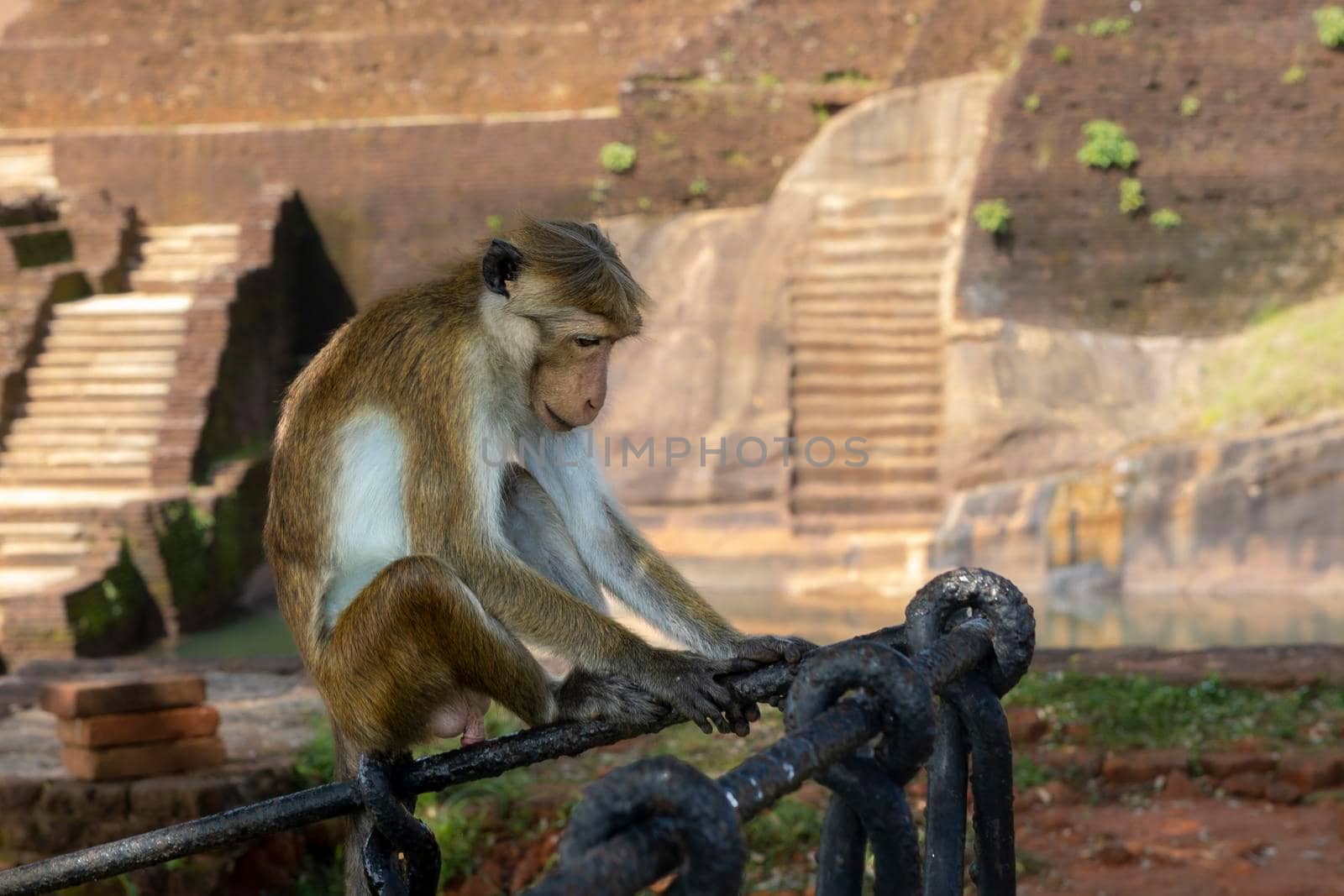 Sri Lanka. Sigiriya. Lion Rock. A cute monkey is sitting on the fence. High quality photo