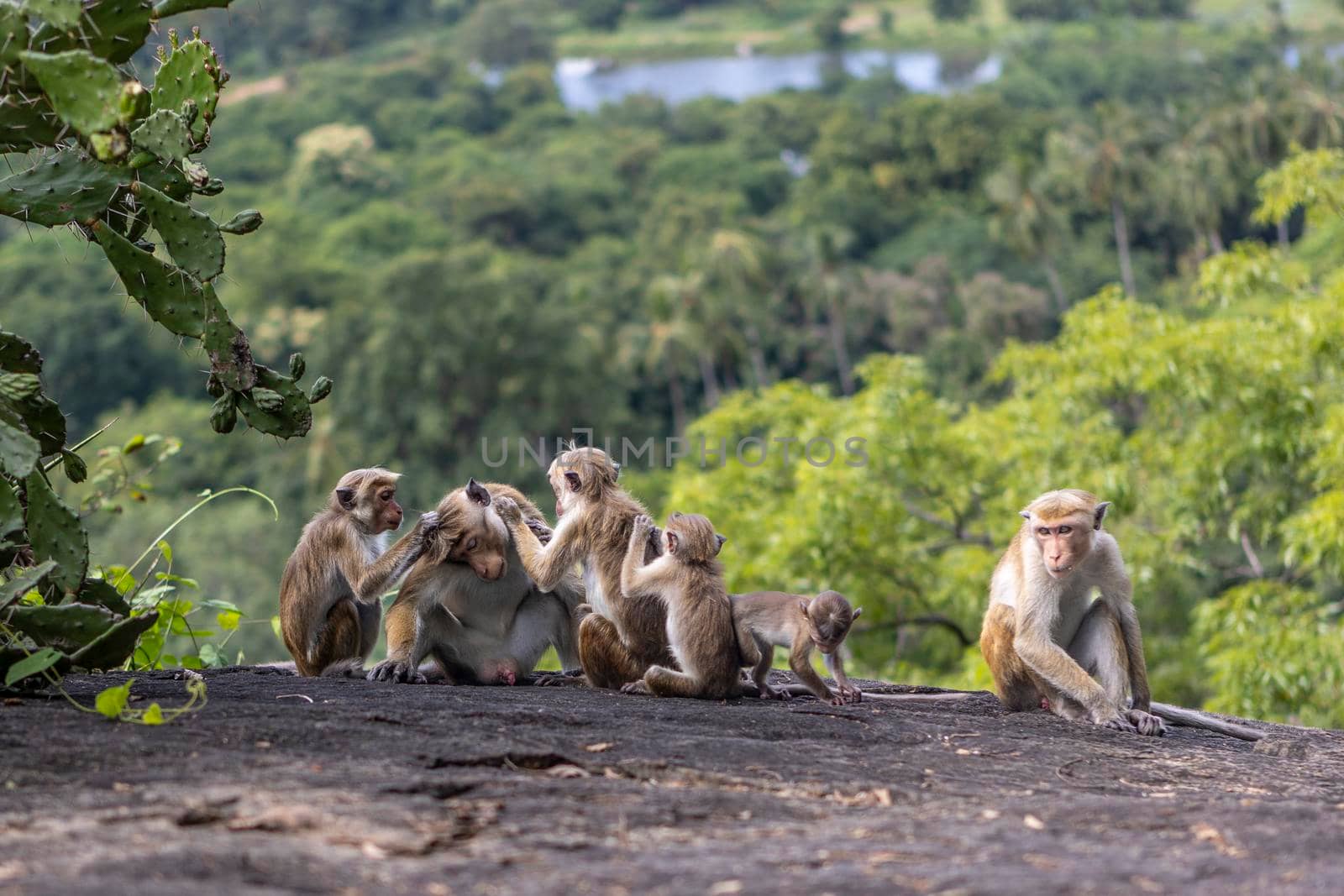 Sri Lanka. A family of cute monkeys on the background of the forest. High quality photo