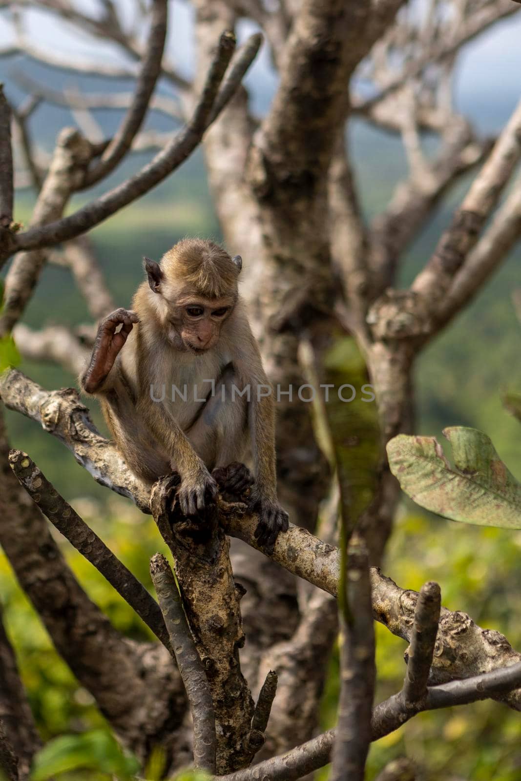 Sri Lanka. A cute monkey is sitting on a tree. Against the background of a green jungle. by usphoto