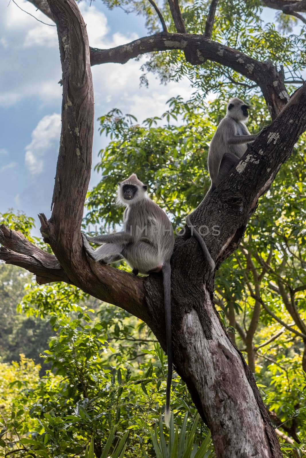Sri Lanka. A cute monkeys are sitting on a tree. Against the background of a green jungle. by usphoto