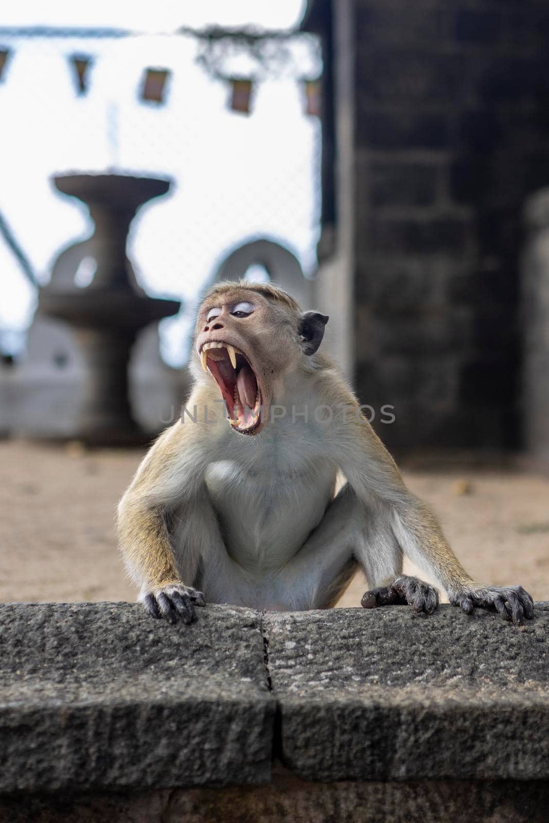 Sri Lanka. A cute monkey sits with his mouth open and shows his fangs. In an old Buddhist temple. by usphoto