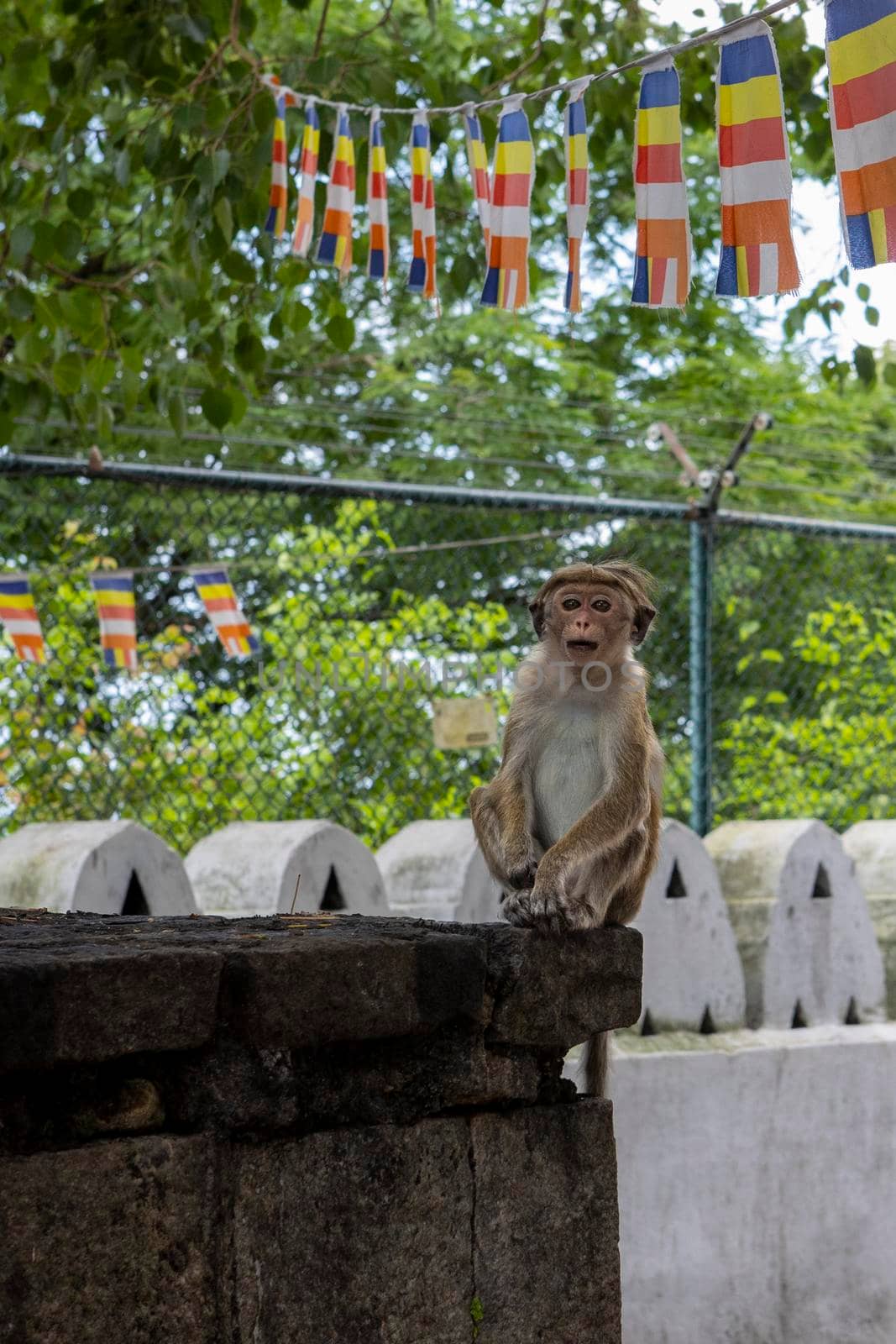 Sri Lanka. Cute monkey sitting on a fence in a cave Buddhist temple in Dambulla. High quality photo