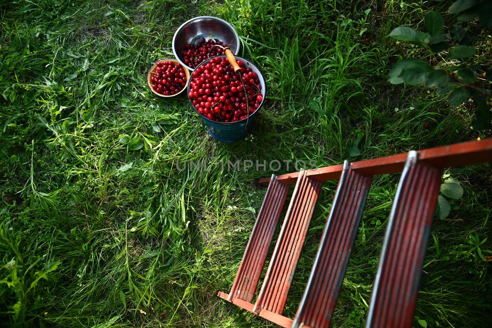 Top view of stepladder on harvest cherries in metal blue bucket and bowls, lying on a green grass in orchard