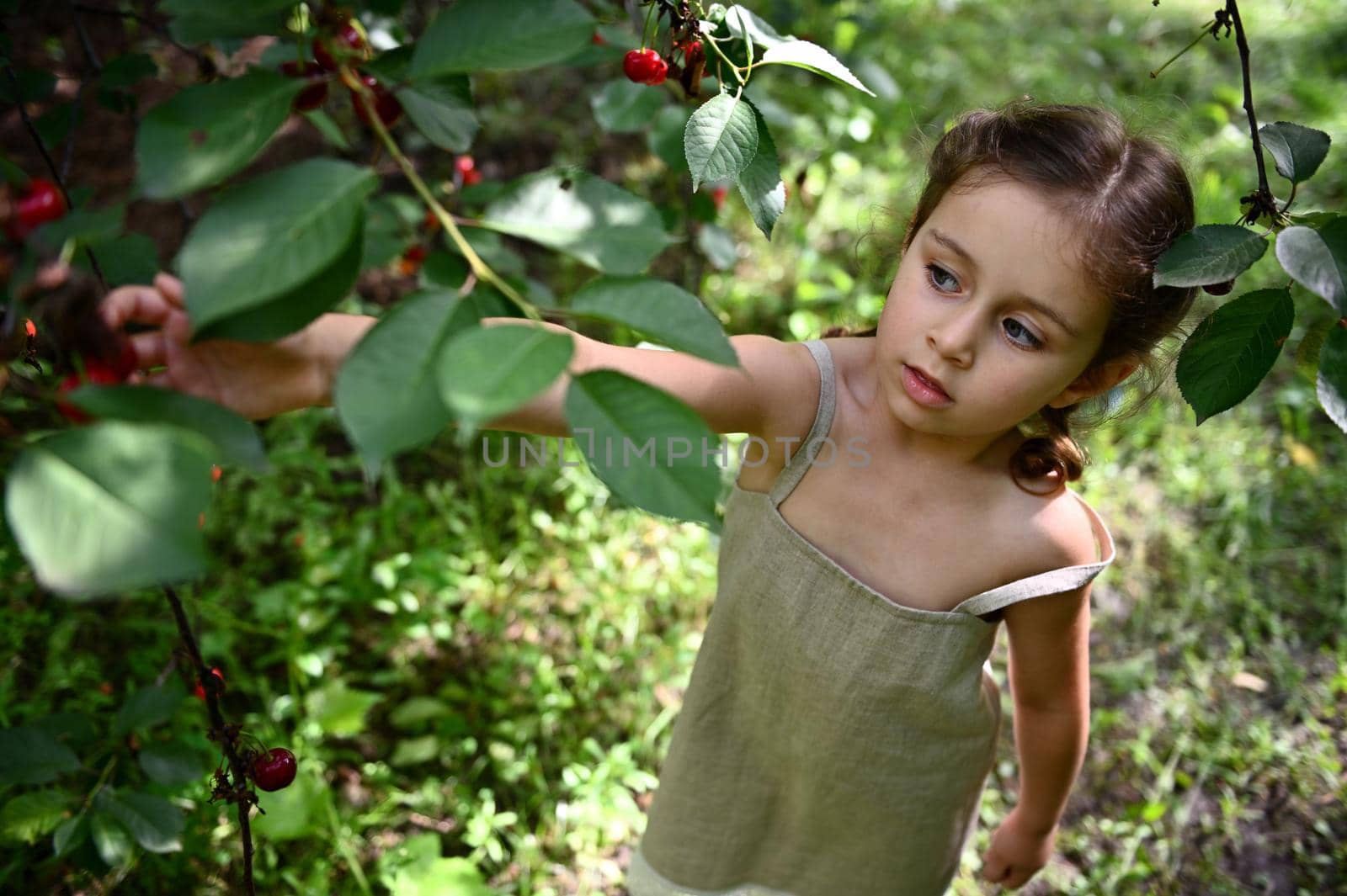 Top view of an adorable girl wearing linen dress picking up cherry berry in orchard by artgf