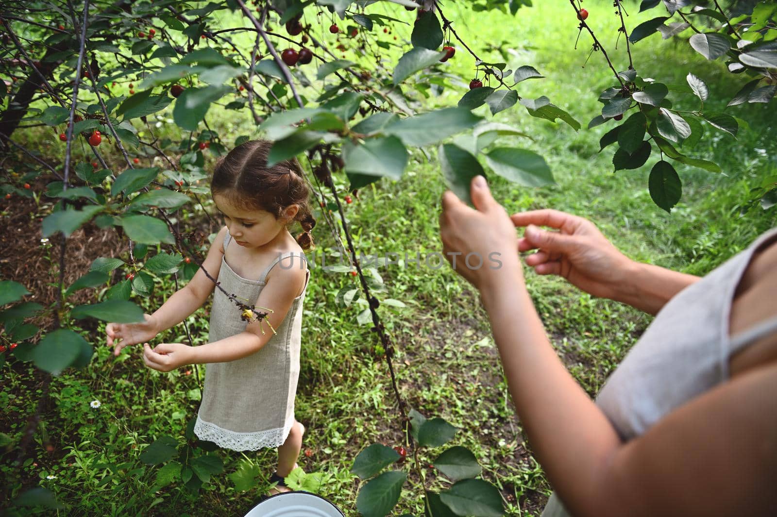 Cute baby girl with her mother picking cherries in orchard. Cherry harvesting