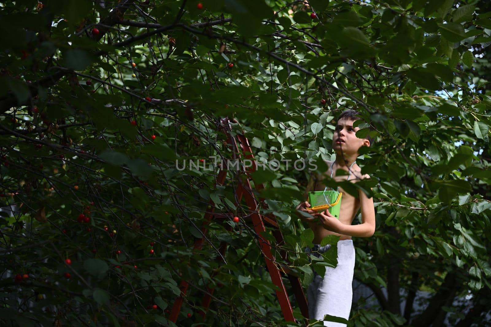 Cute boy on a stepladder with a small bucket picks cherries in the garden