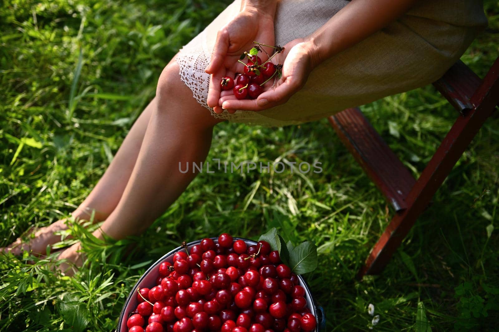 Cropped view of a woman in a linen dress sitting on a stepladder next to a bucket of cherries in the orchard and holding cherries in her hands by artgf