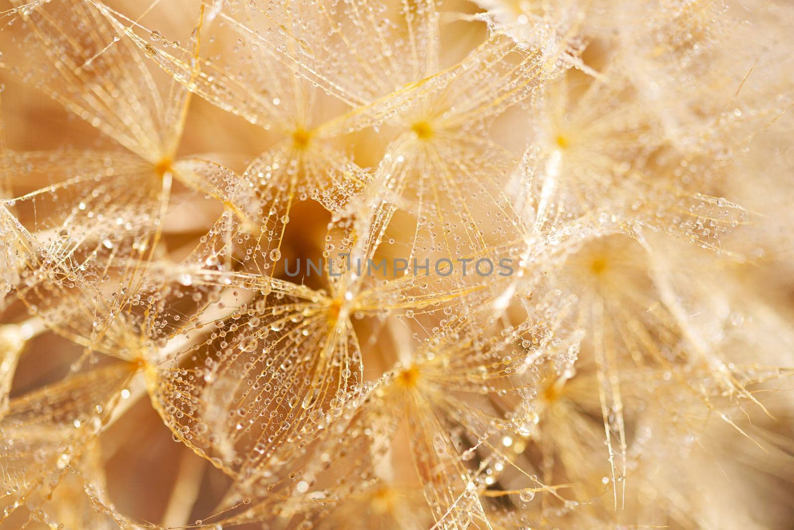 Macro shot of dandelion with water drops. Nature background with dandelions