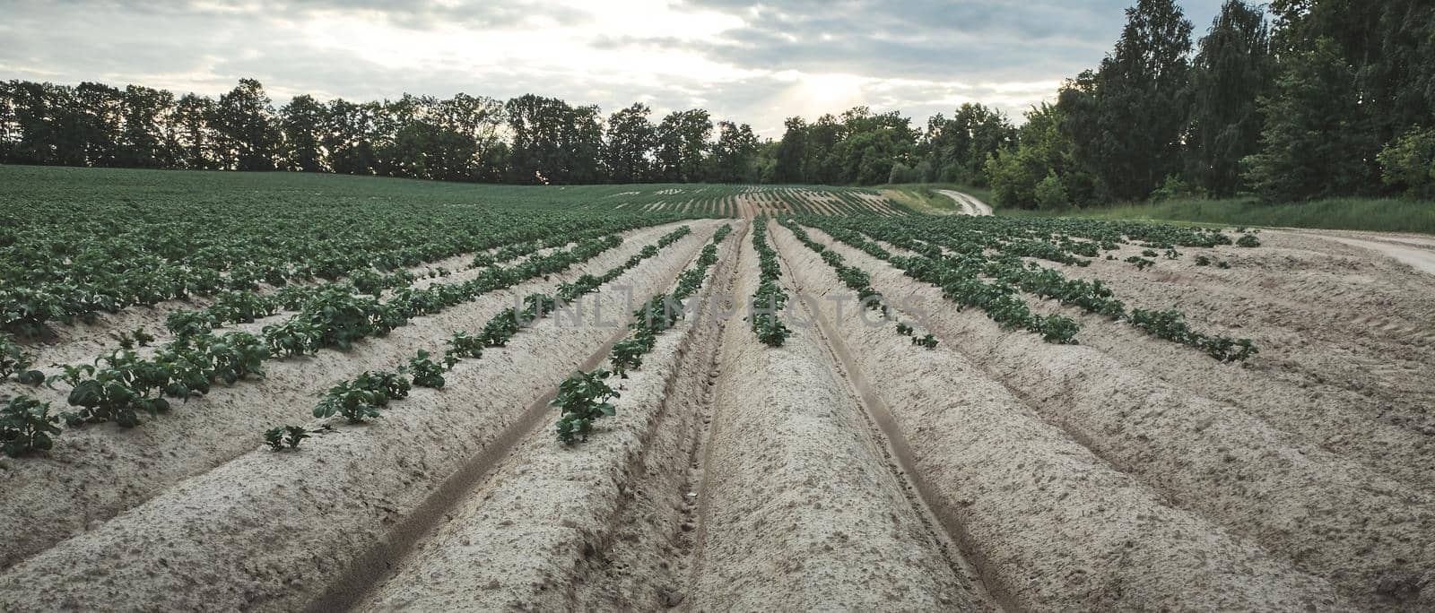 Plantation in the field with the perspective of the forest by artgf