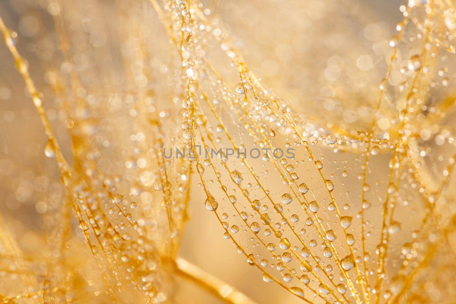 Macro shot of dandelion with water drops. Nature background with dandelions