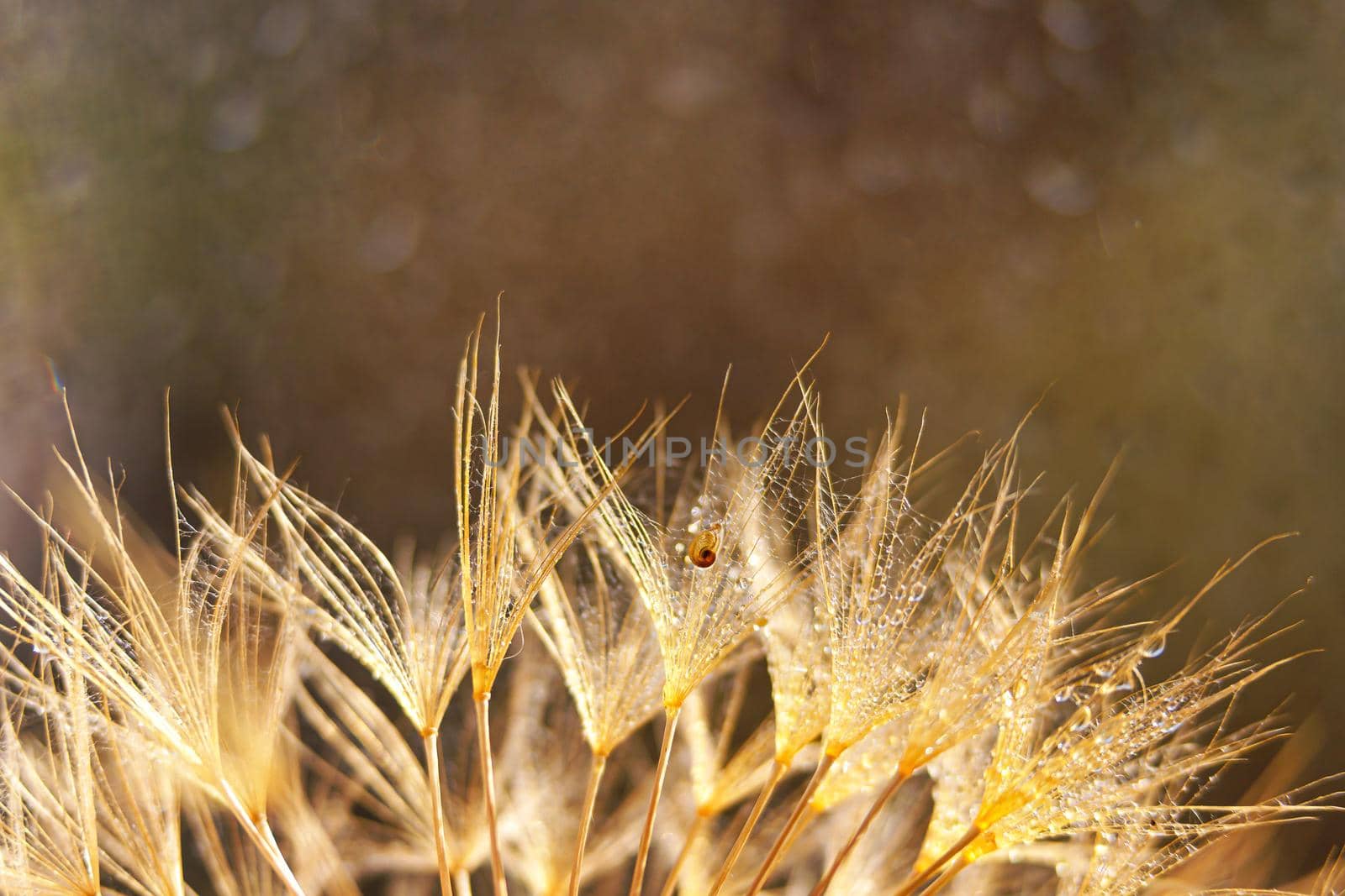 Little snail on dandelion flower. Nature background with dandelion by lifesummerlin