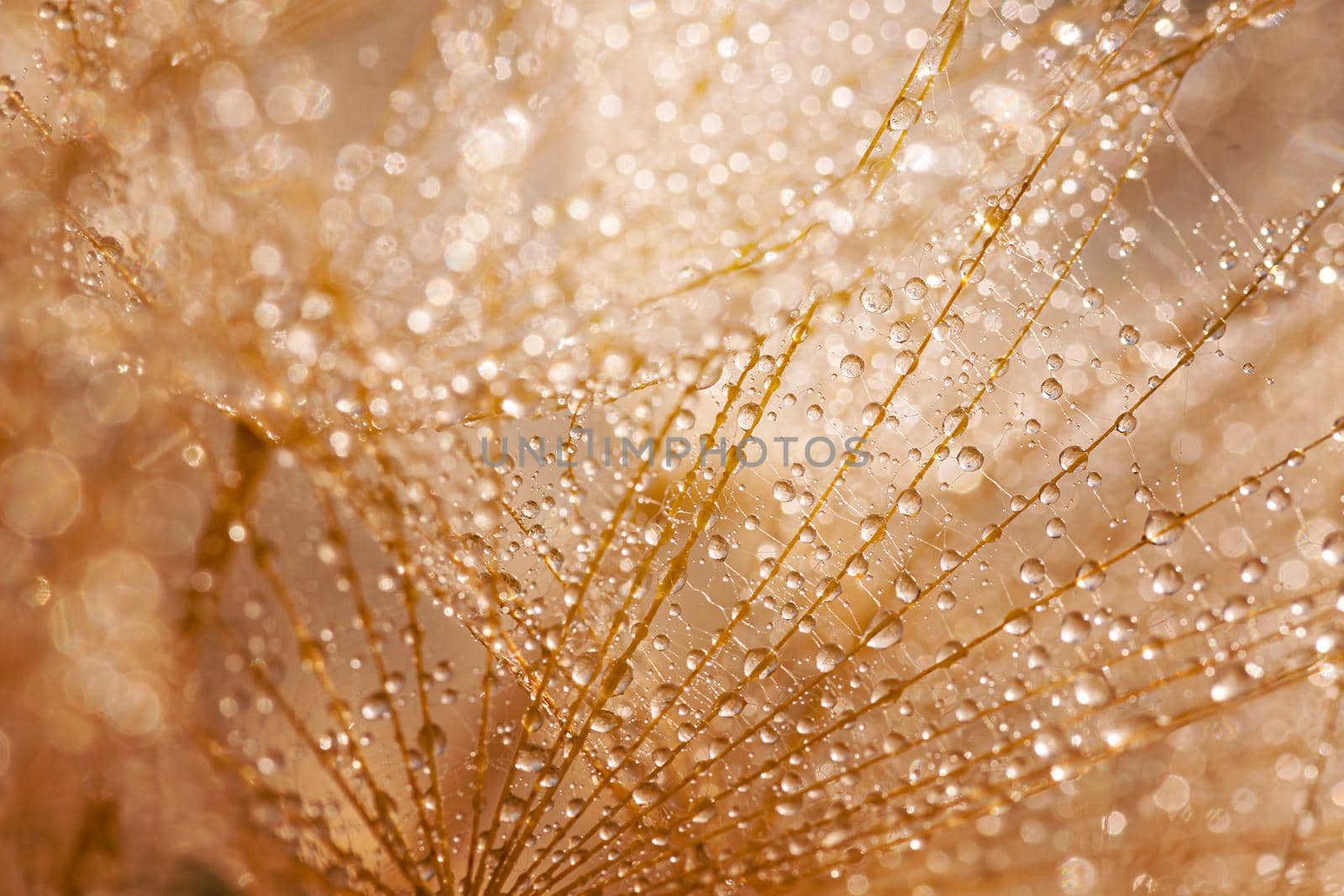 Macro shot of dandelion with water drops. Nature background with dandelions